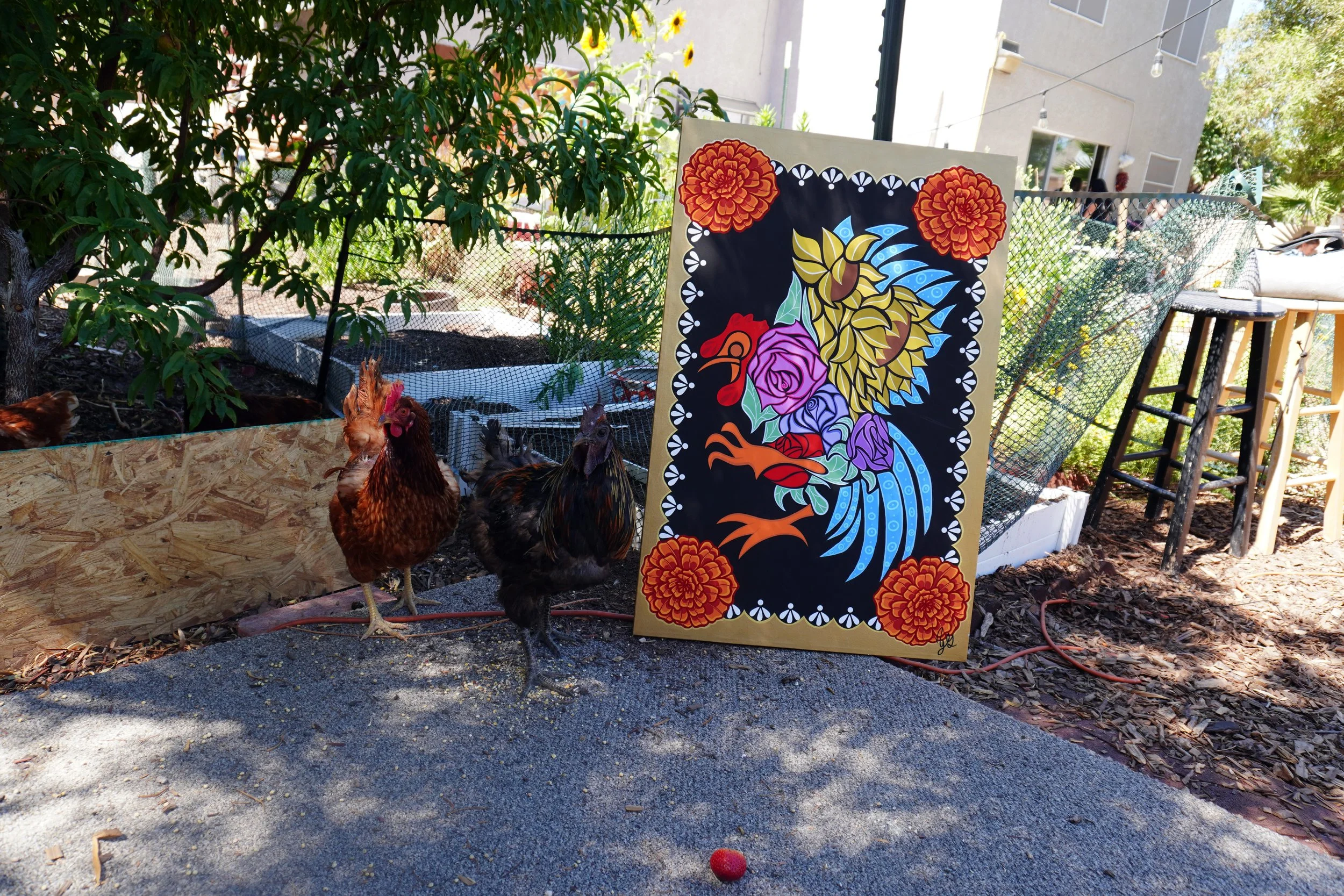 Gallo 1.jpg