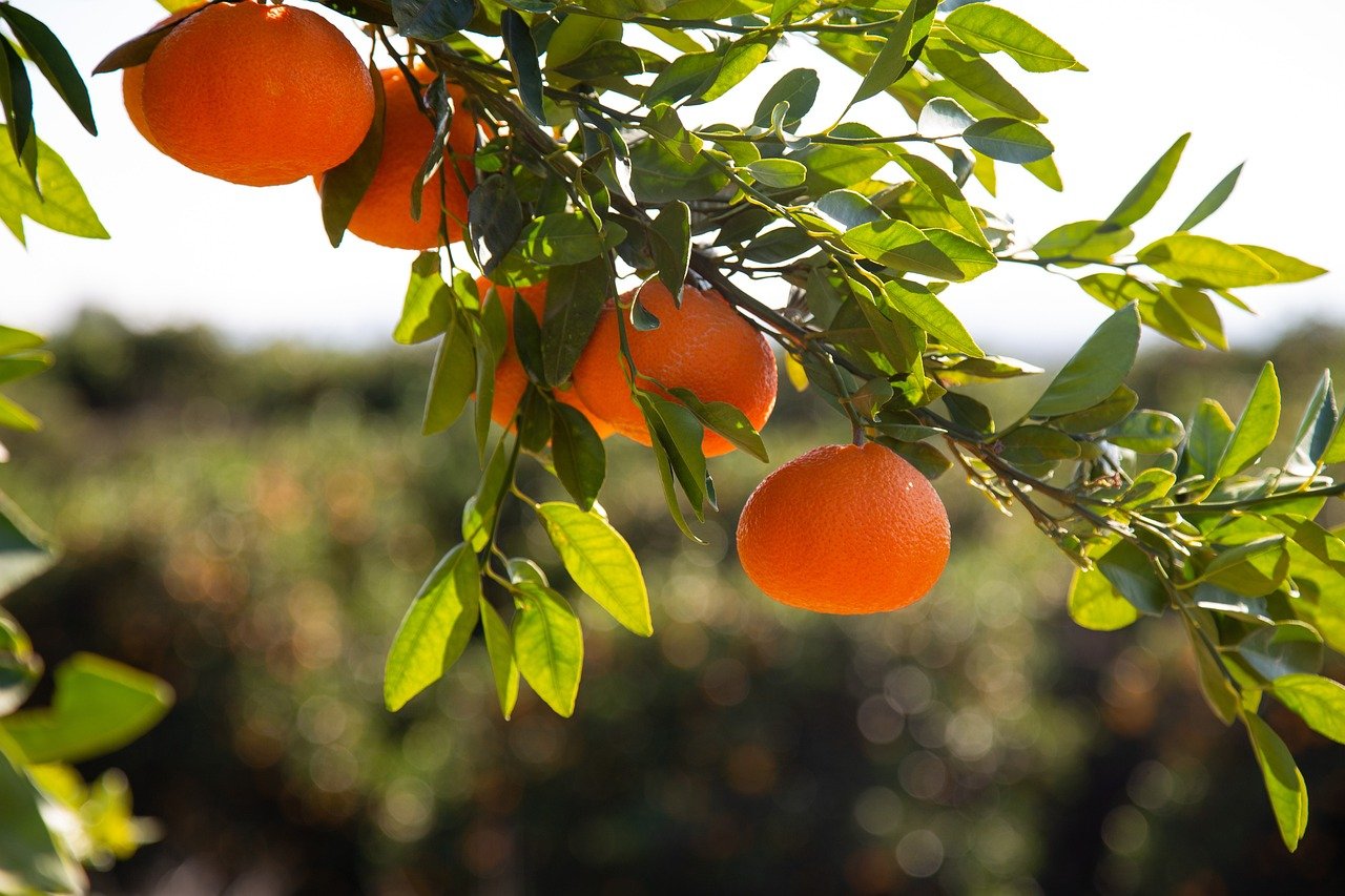tangerines-3629140_1280.jpg