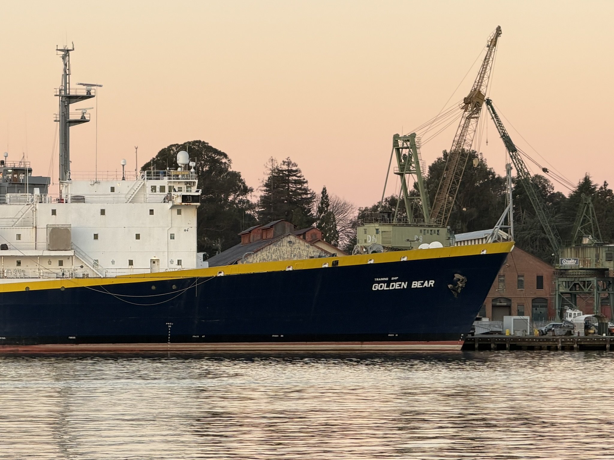 TS GOLDEN BEAR