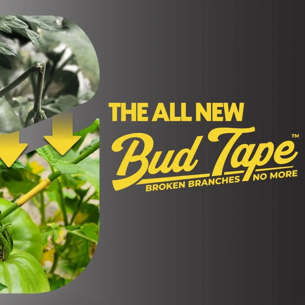BudTrainer - Amazon content
