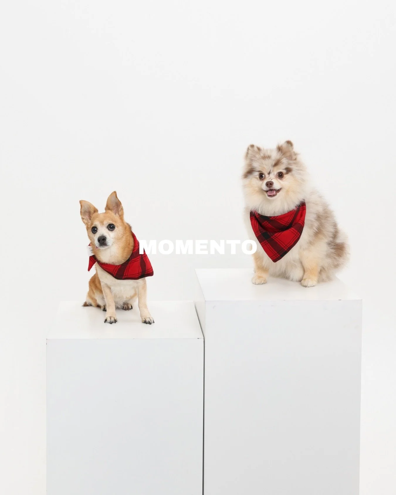 Pavement&rsquo;s hot. Come on inside!

Every Sunday is our pet-friendly day. Bring your fur babies in for a fun self-portrait and take home hundreds of adorable pictures!