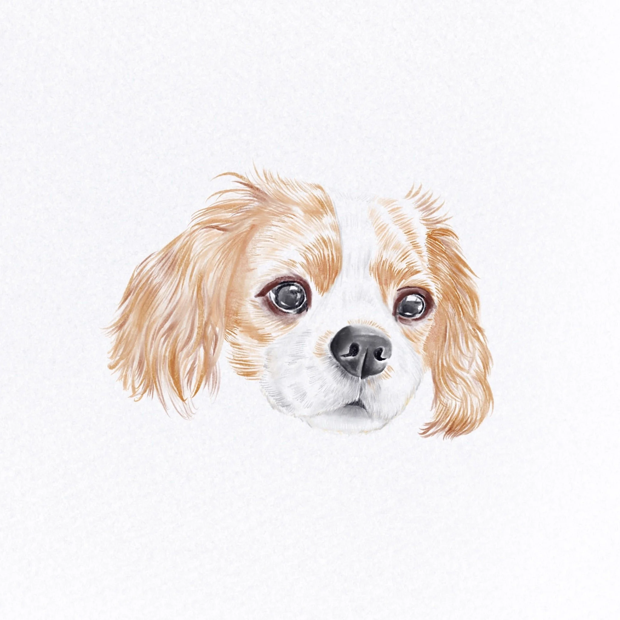 Pet Portraits 5.jpg