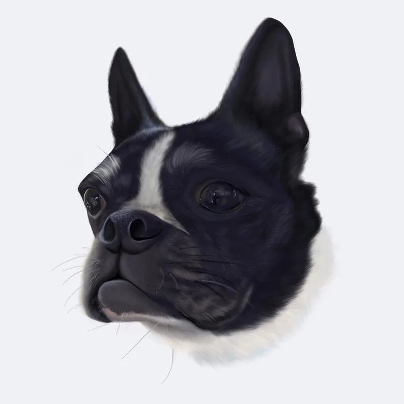 Pet Portraits 9 .jpg