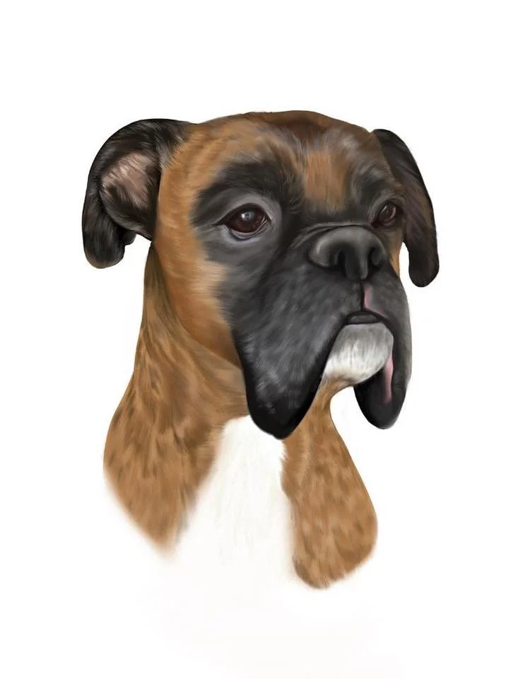 Pet Portraits 12.jpg