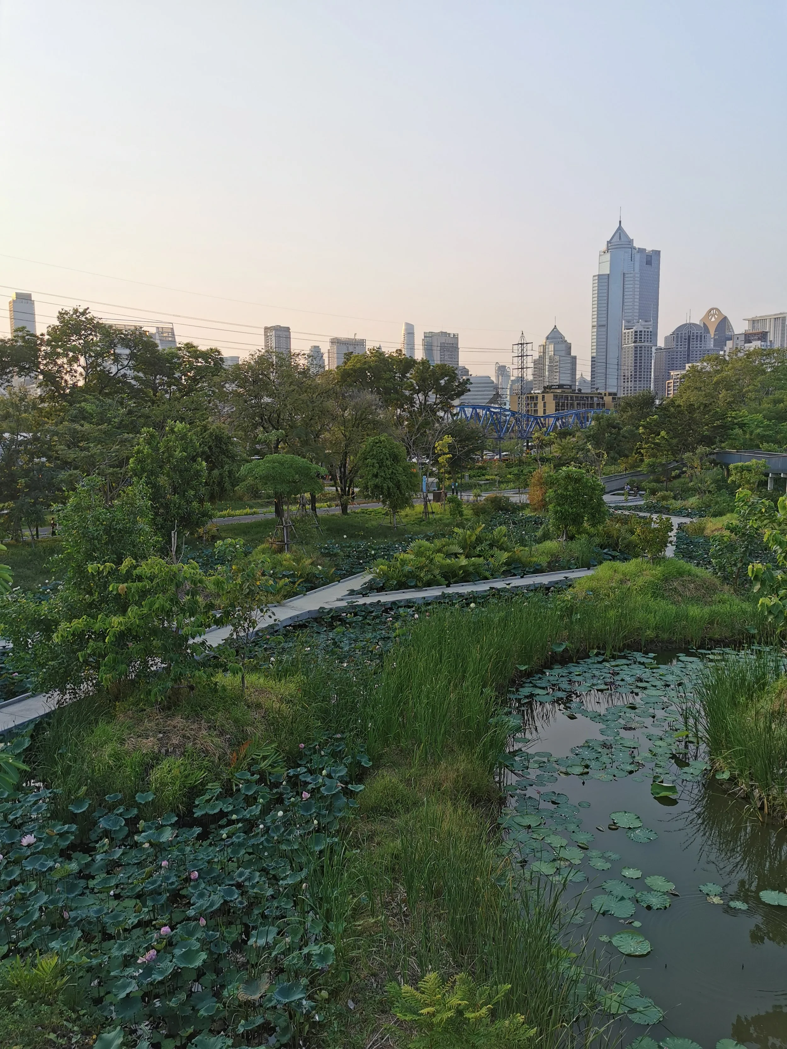 A lush green park with a pond covered in lily pads, surrounded by various trees and plants, with a city skyline featuring tall modern skyscrapers in the background.