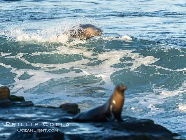 La Jolla day trip from Carlsbad vacation rental