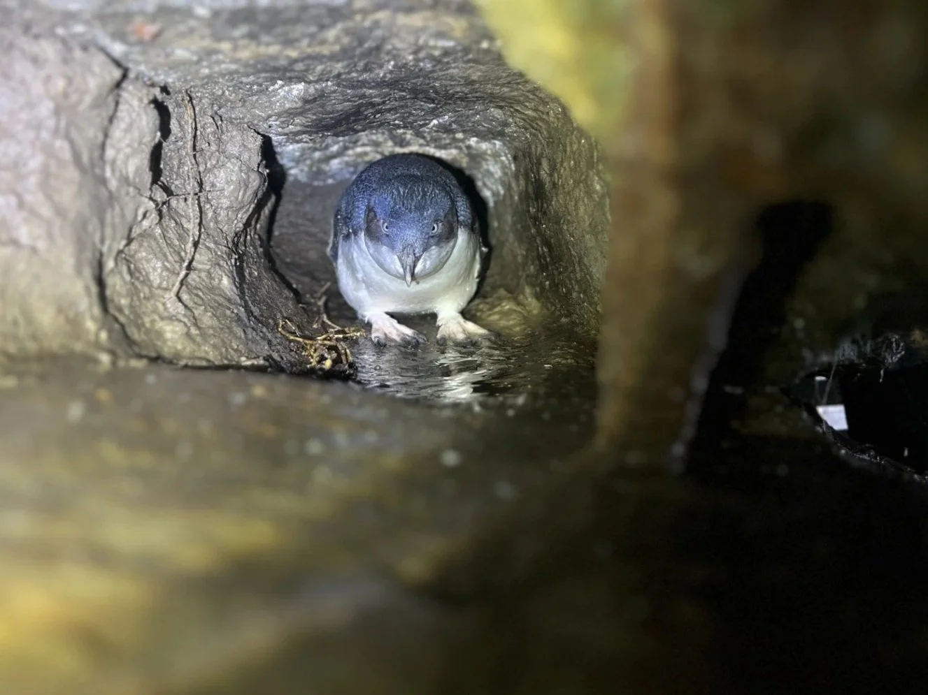 Penguin within a buurrow