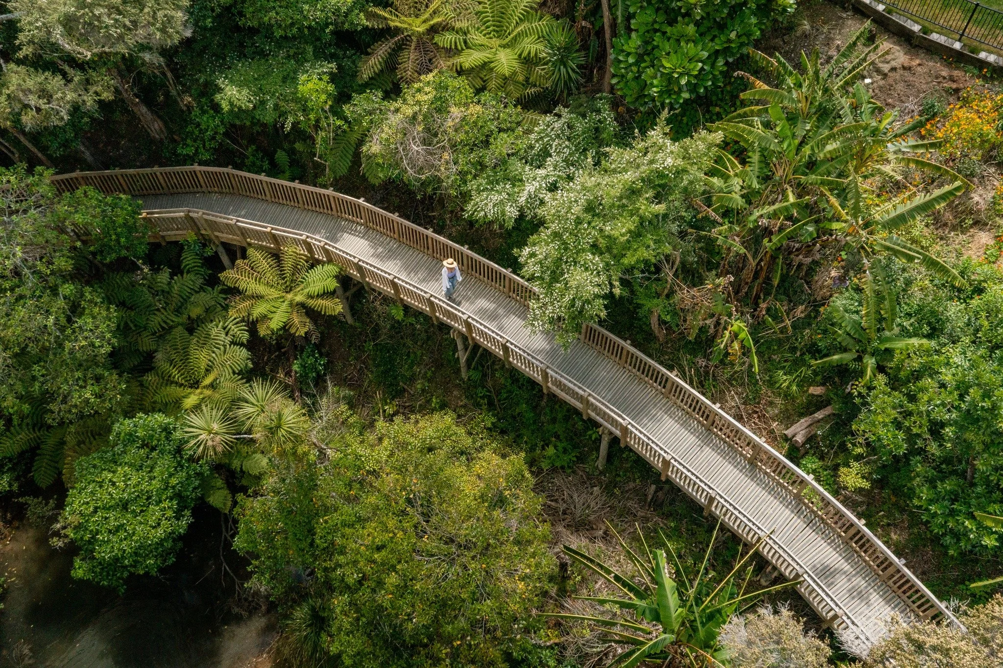 A person walking on a winding wooden boardwalk through lush green trees and foliage in a forested area.