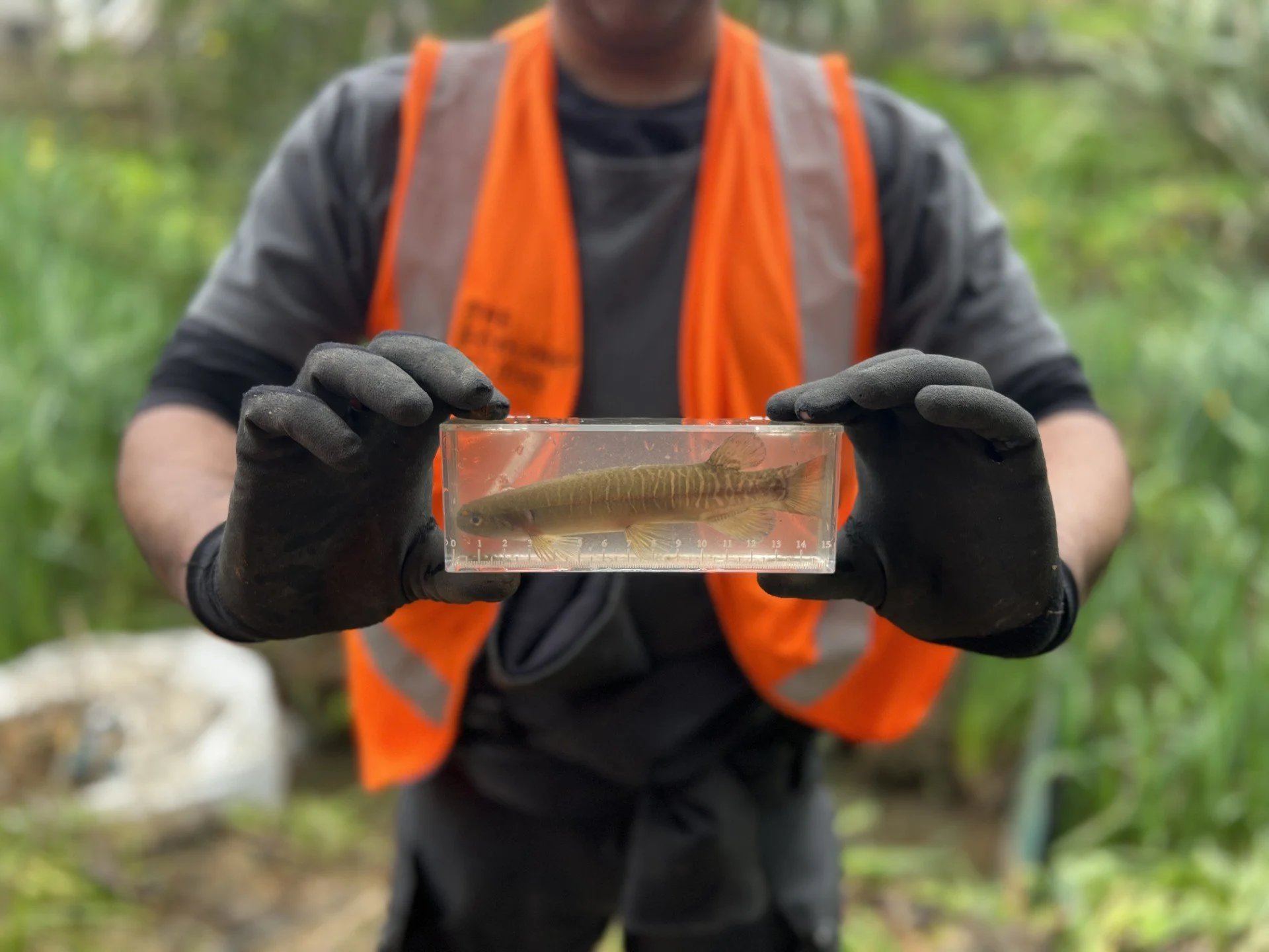 Native fish mangement banded kokopu