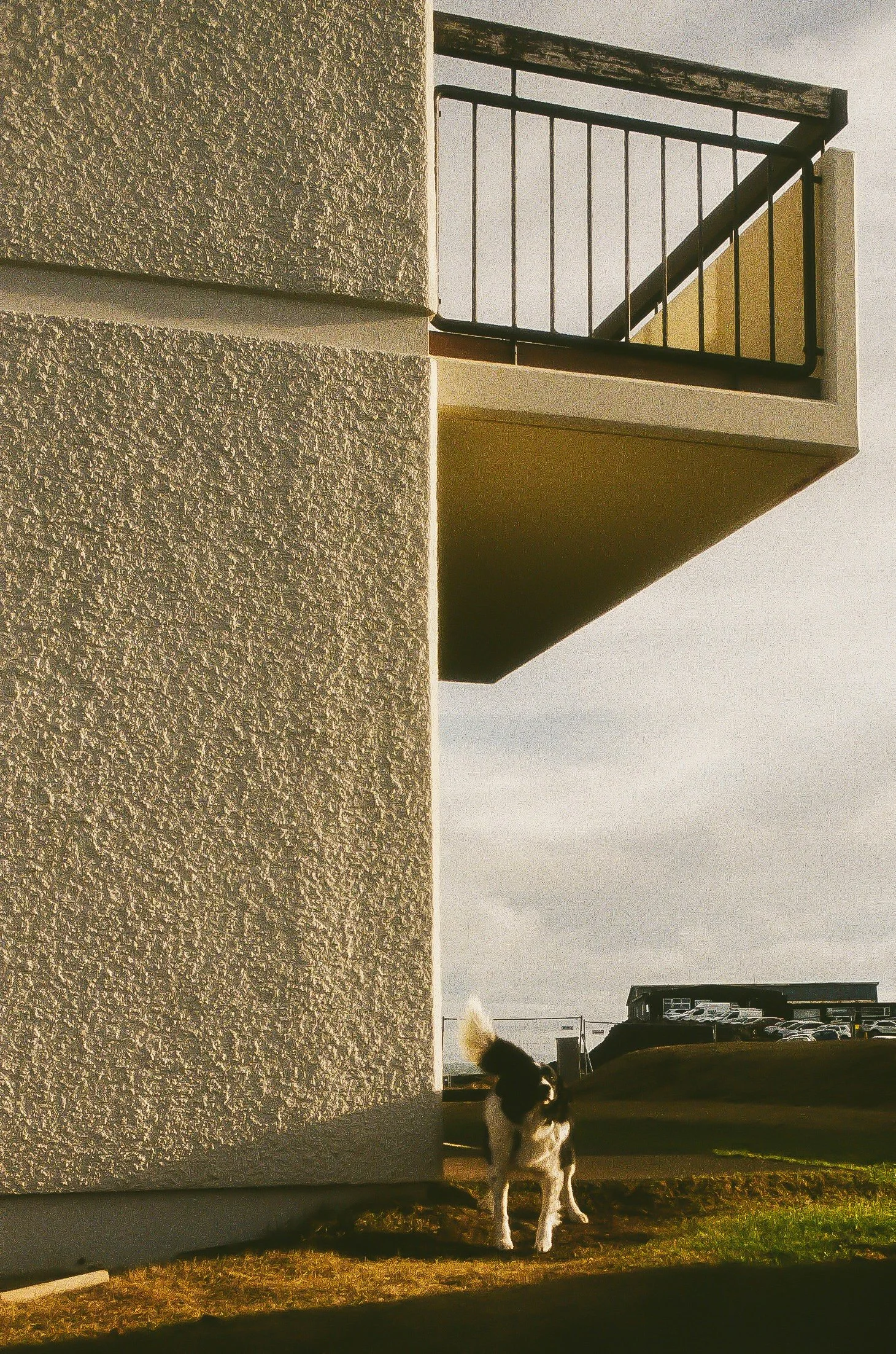 "The Iceland Dog" - Iceland - 2024