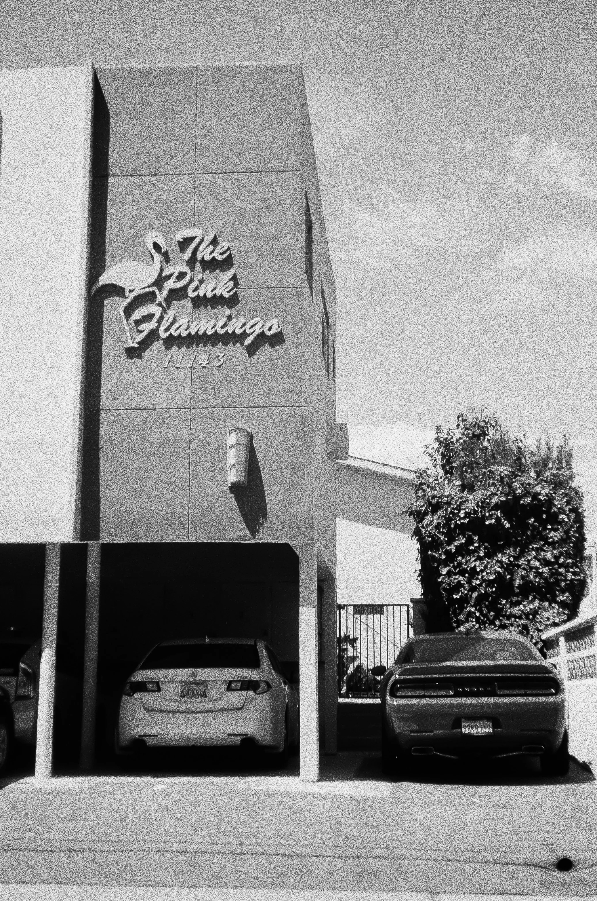 PinkFlamingo copy 2-2.jpg