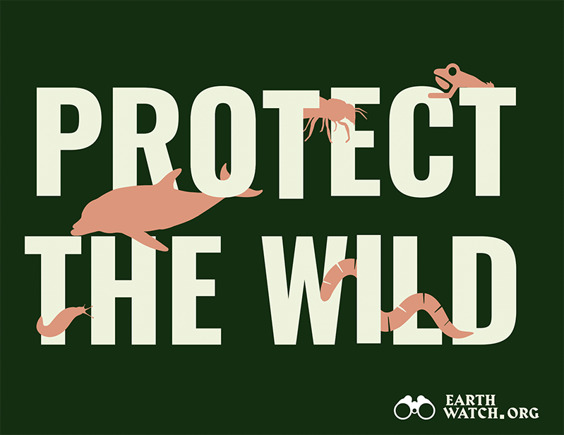 Protect the Wild Campaign identity