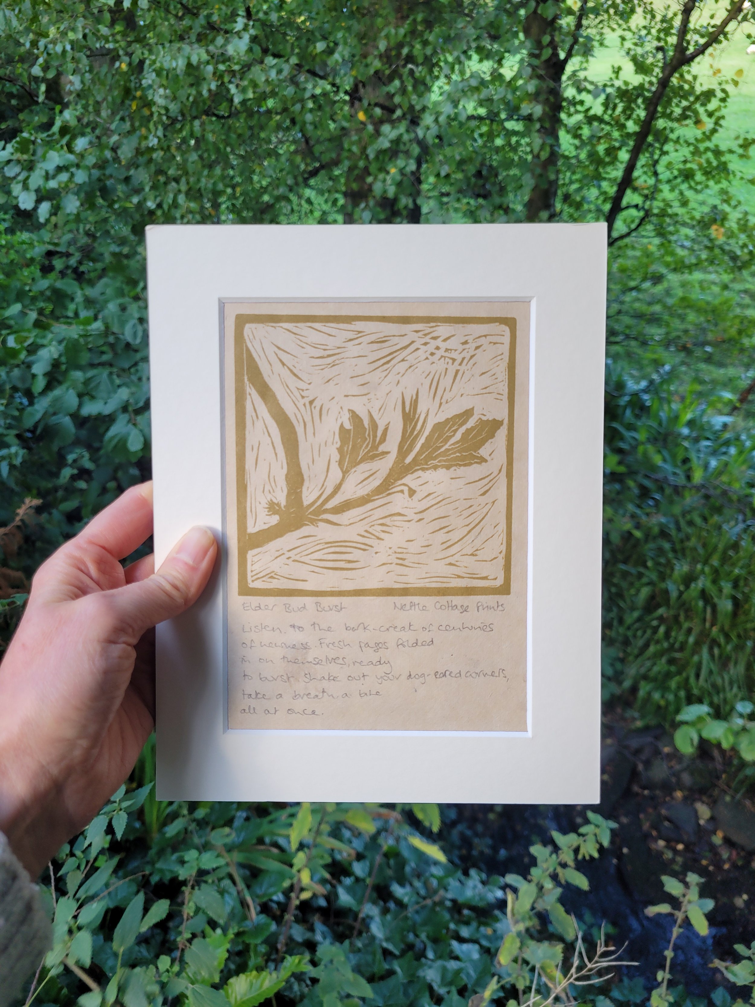 April_ElderBudBurst_NettleCottagePrints.jpg
