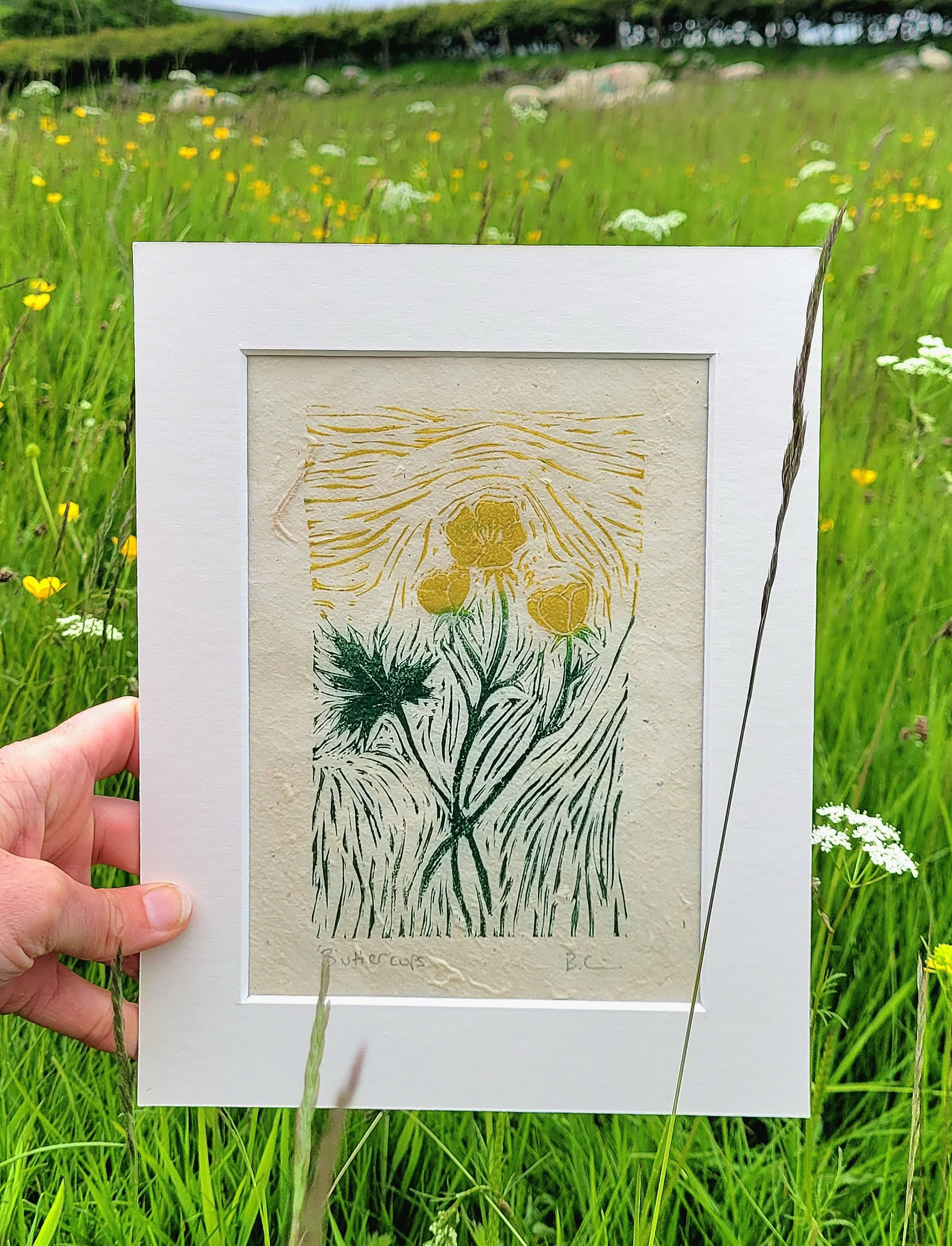 Buttercups