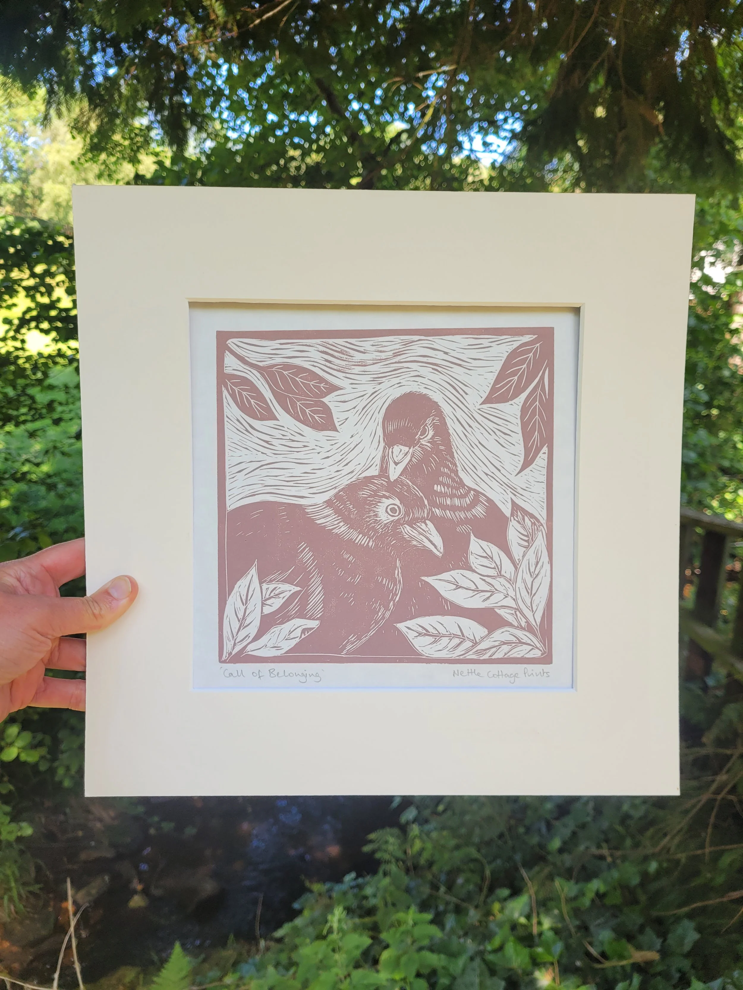 Call of belonging (wood pigeons)