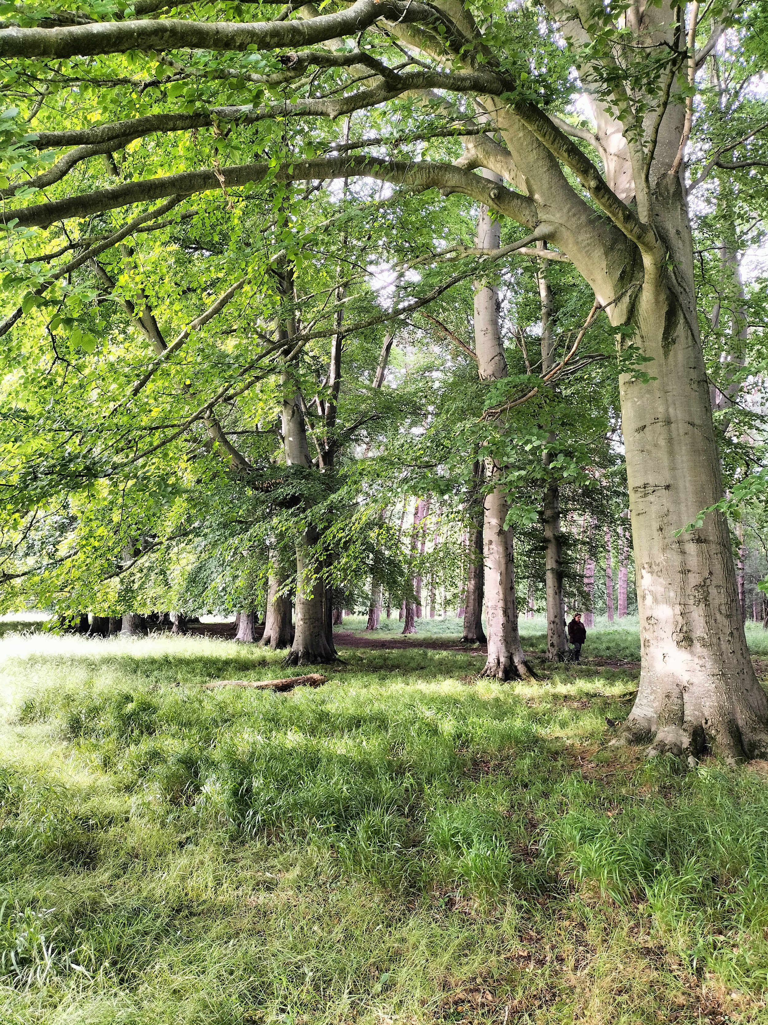 Forest Bathing