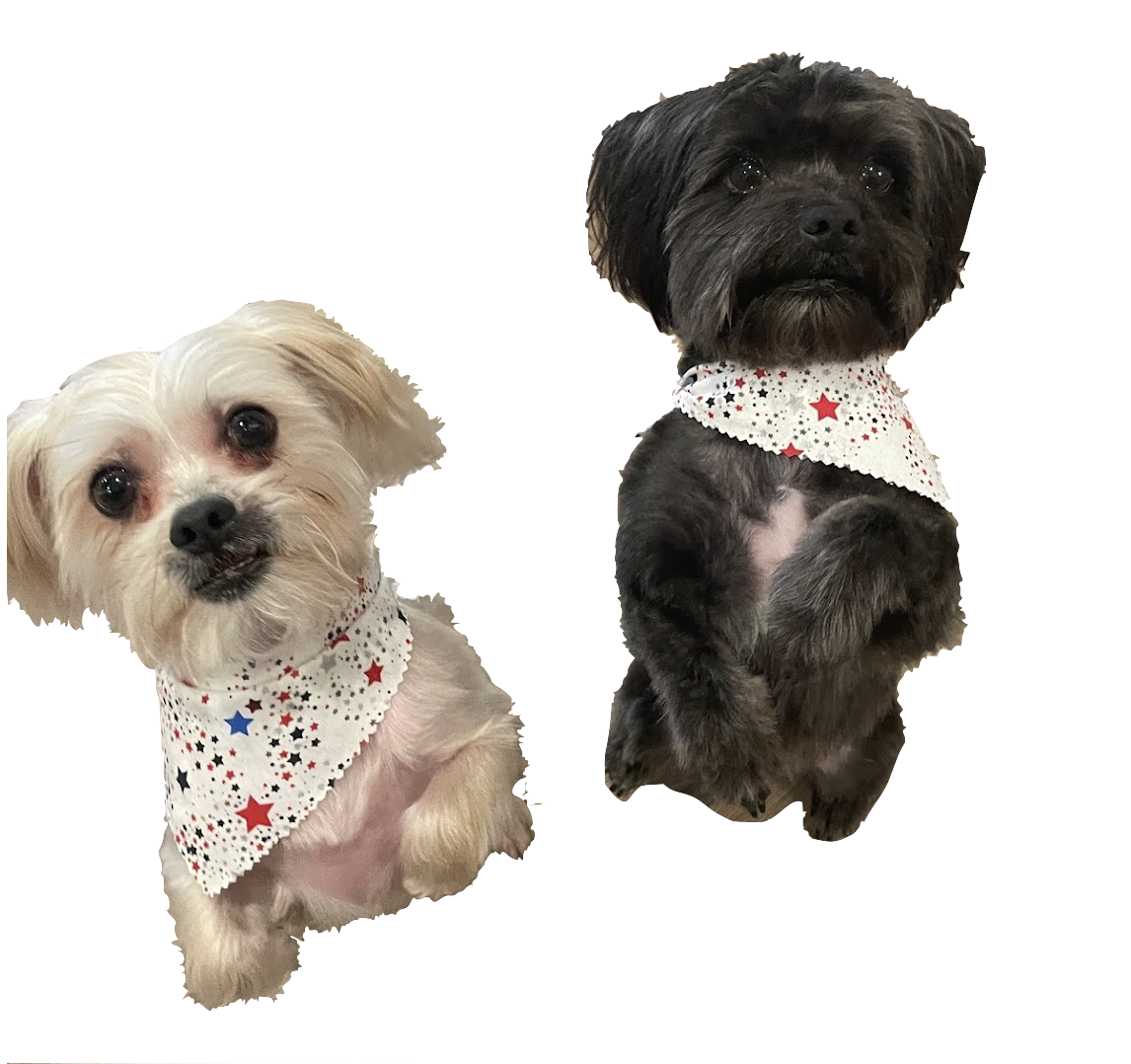 Screenshot 2025-01-06 at 2.40.49 PM.png