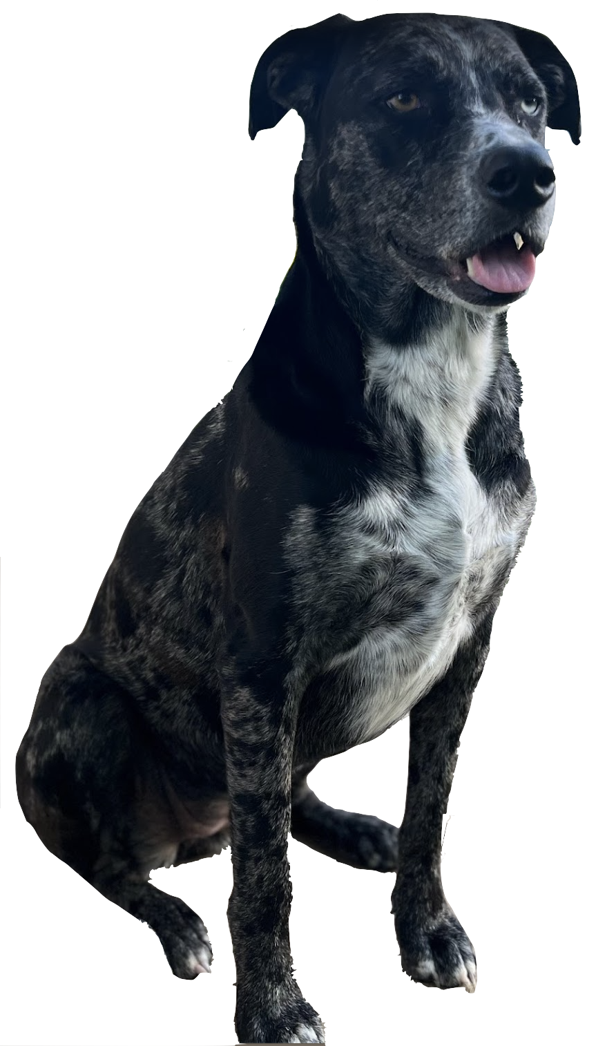 Screenshot 2025-01-06 at 2.17.23 PM.png