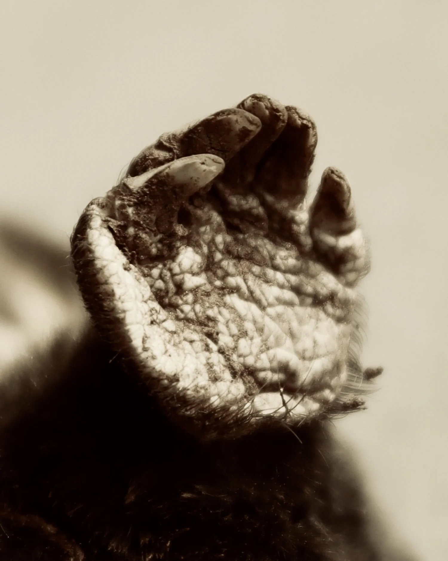 Mole