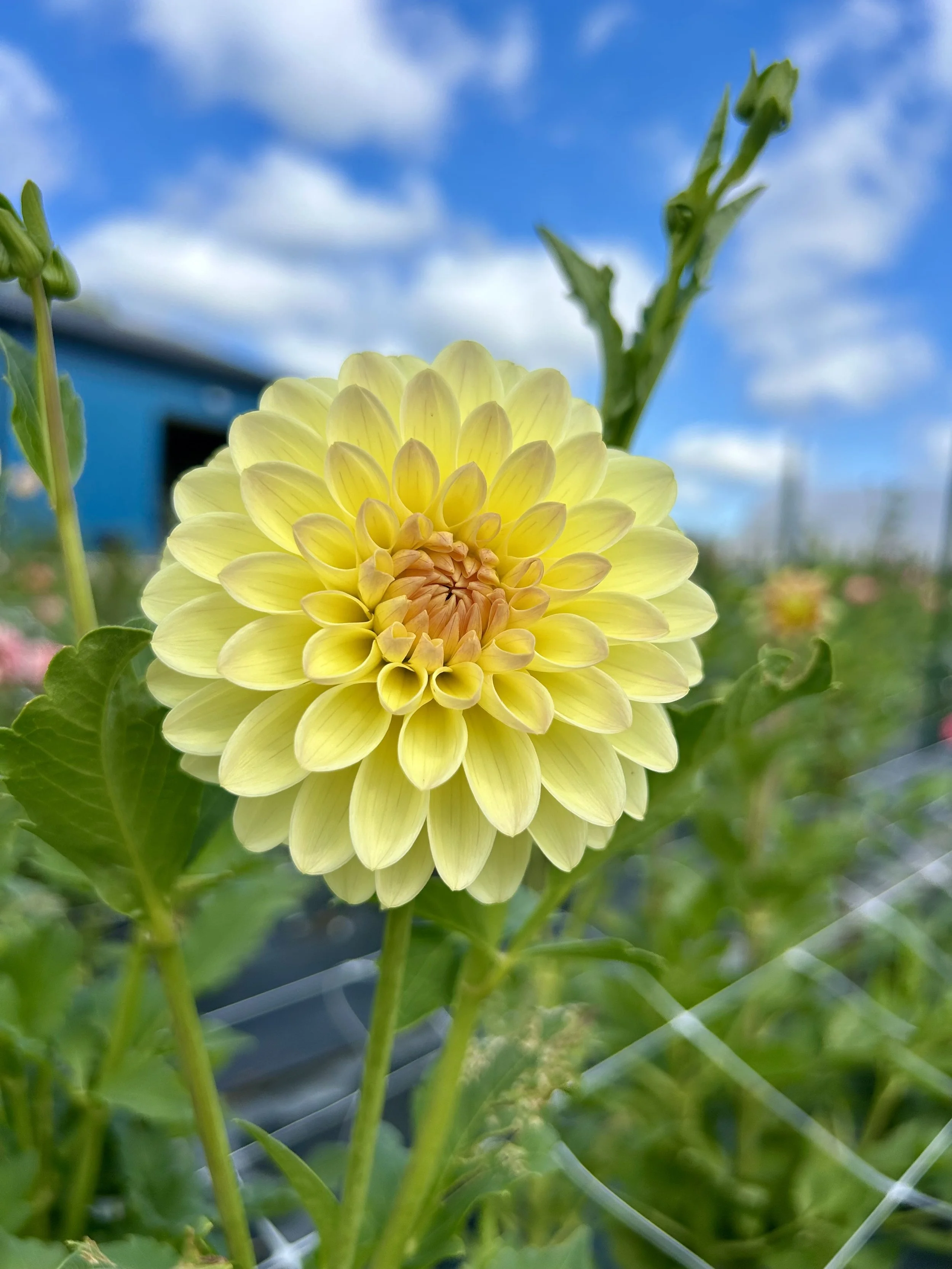 KA's® Apricot Kiss