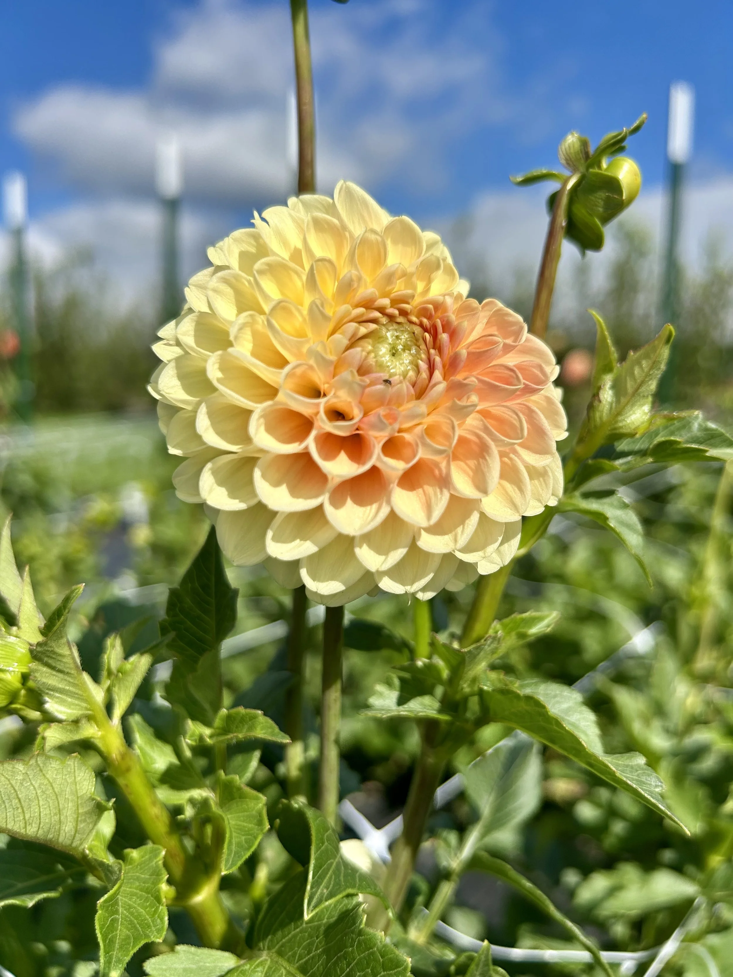 Crichton Honey