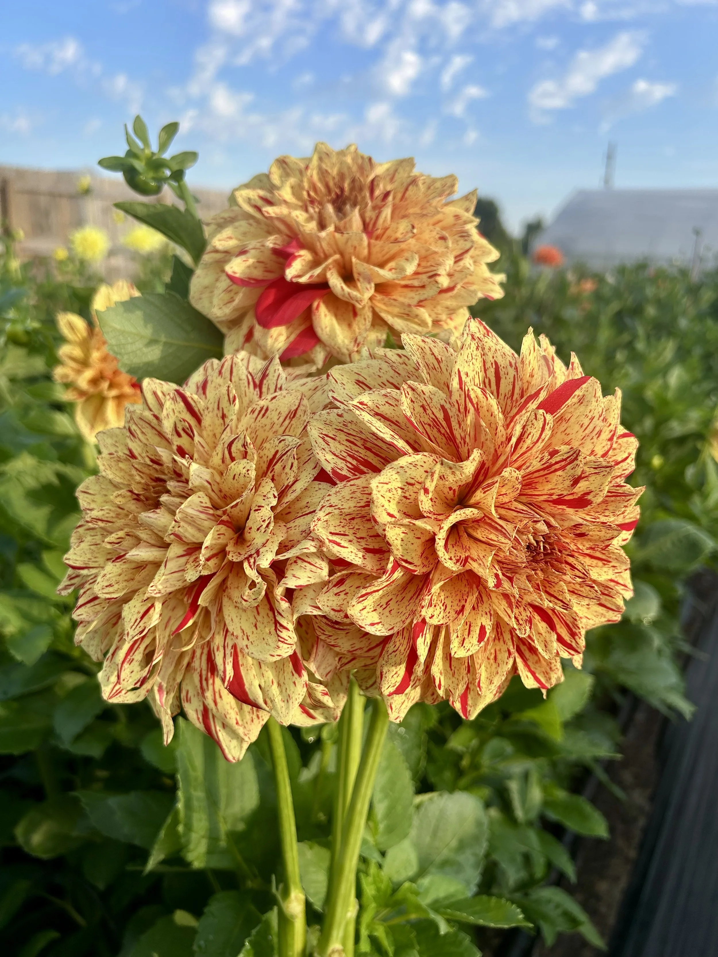 Gloriosa