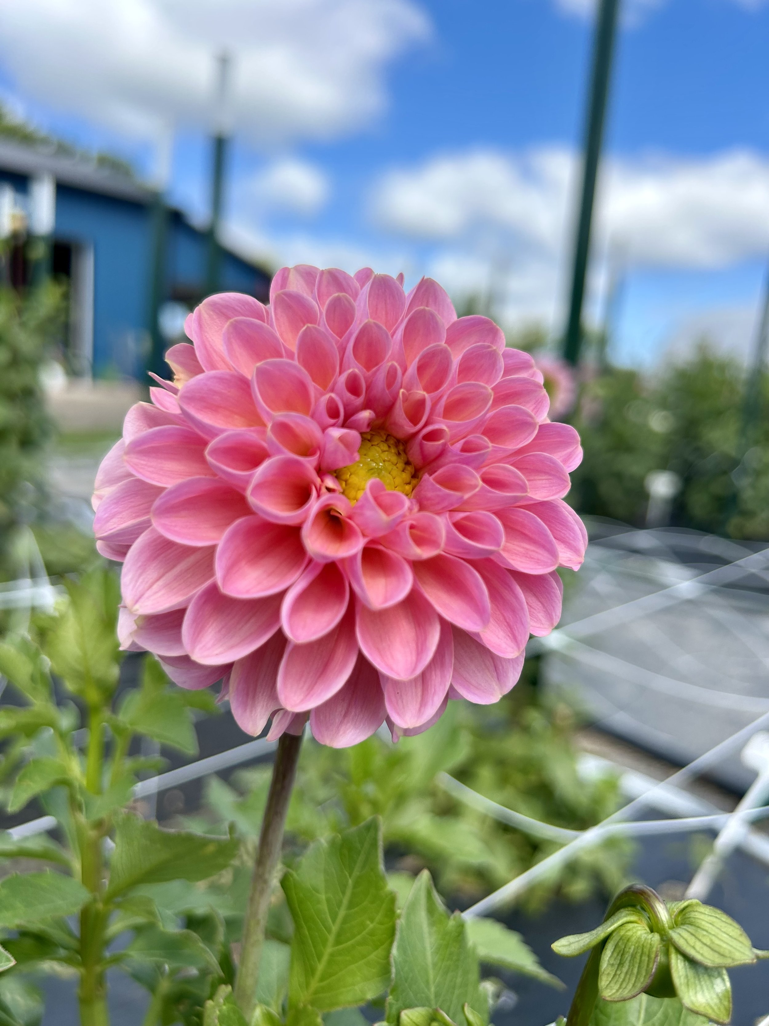 Hamari Rose
