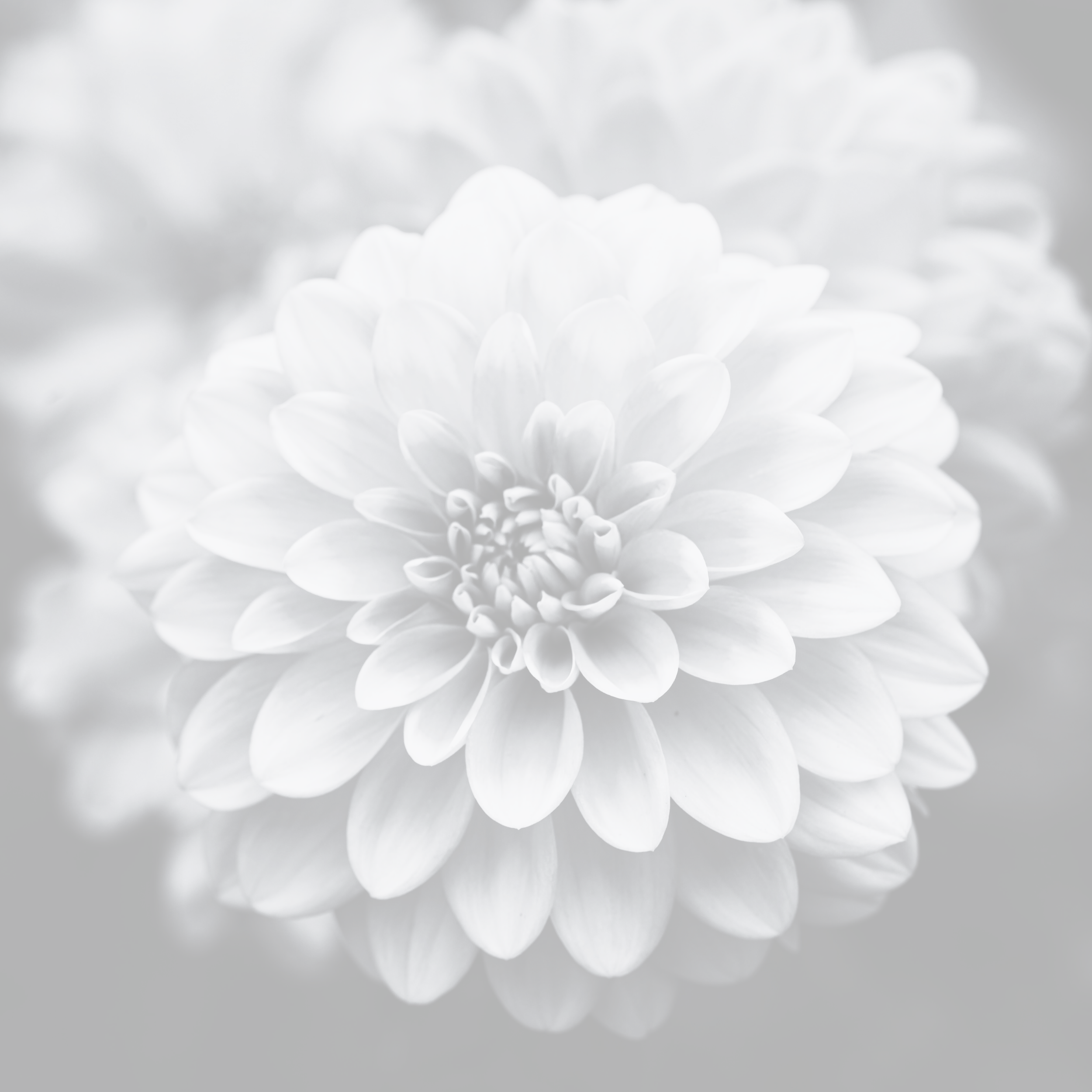 KA's® Boho Rose (Coming Soon!)