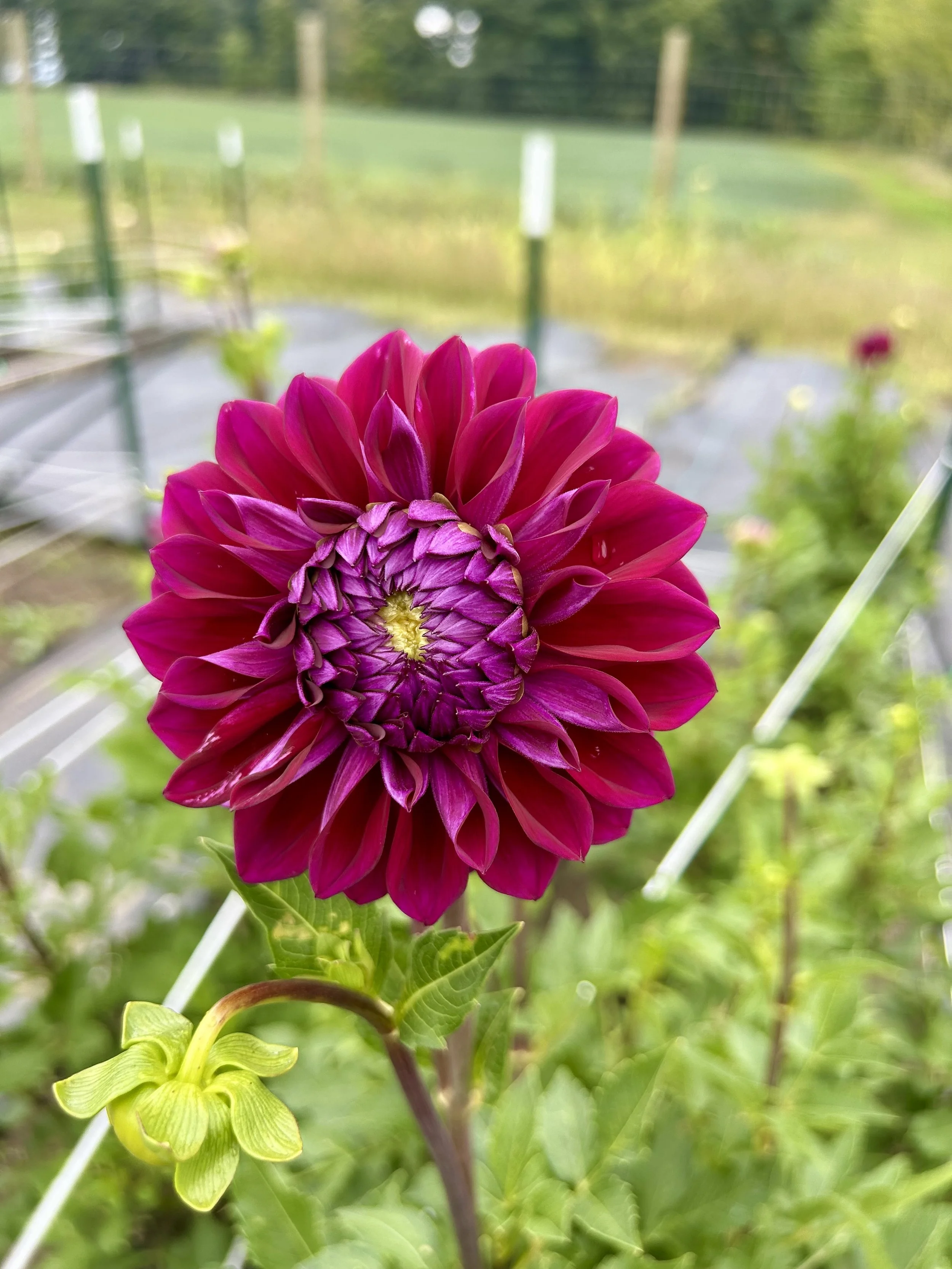 IMG_1065.jpeg