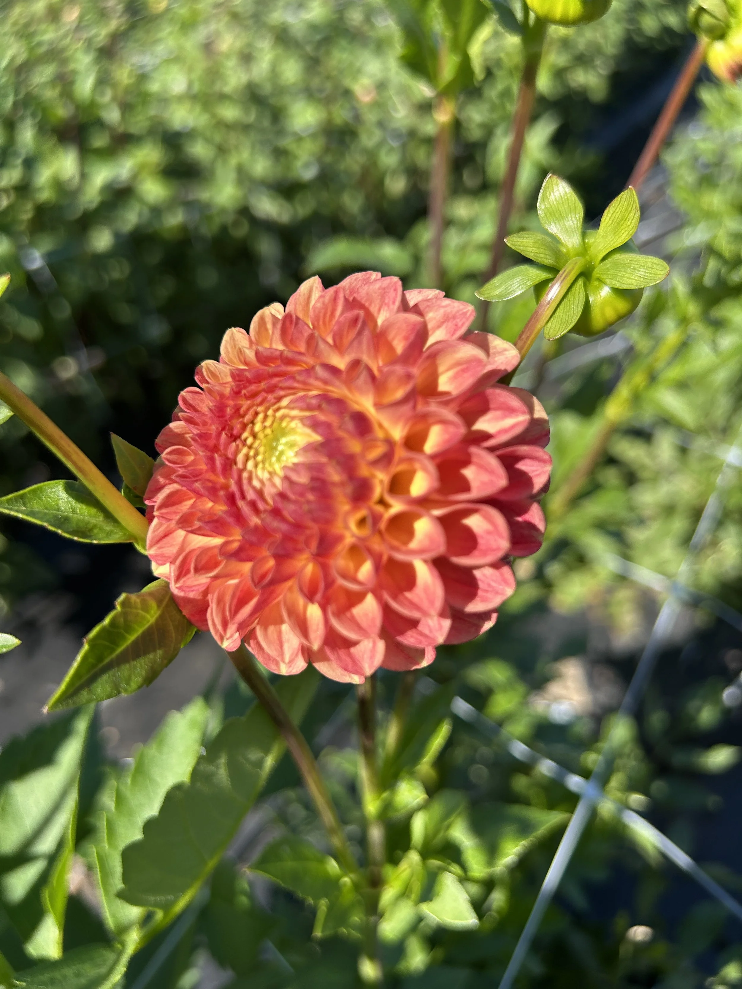 Snoho Doris