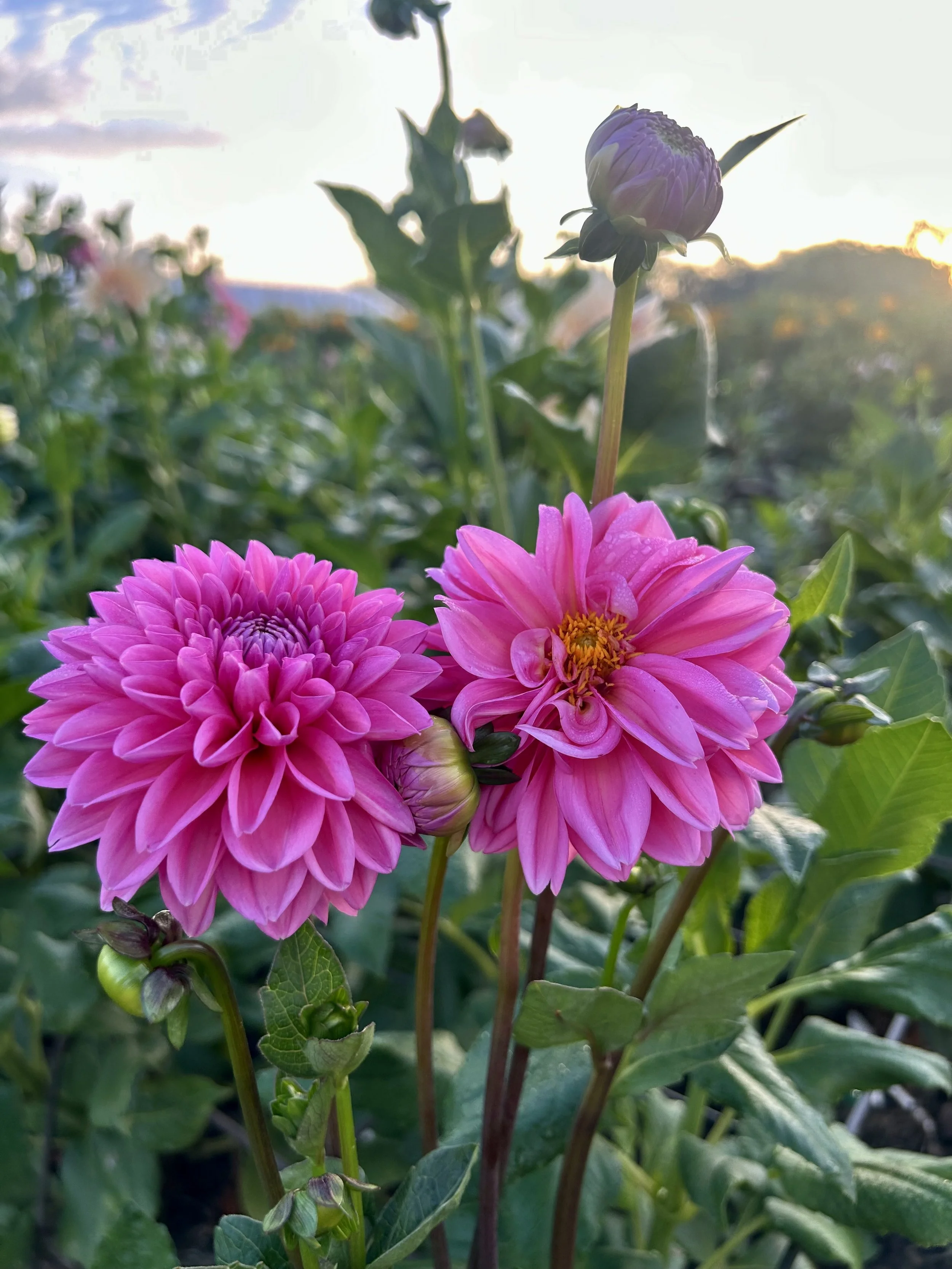 Pink Sylvia