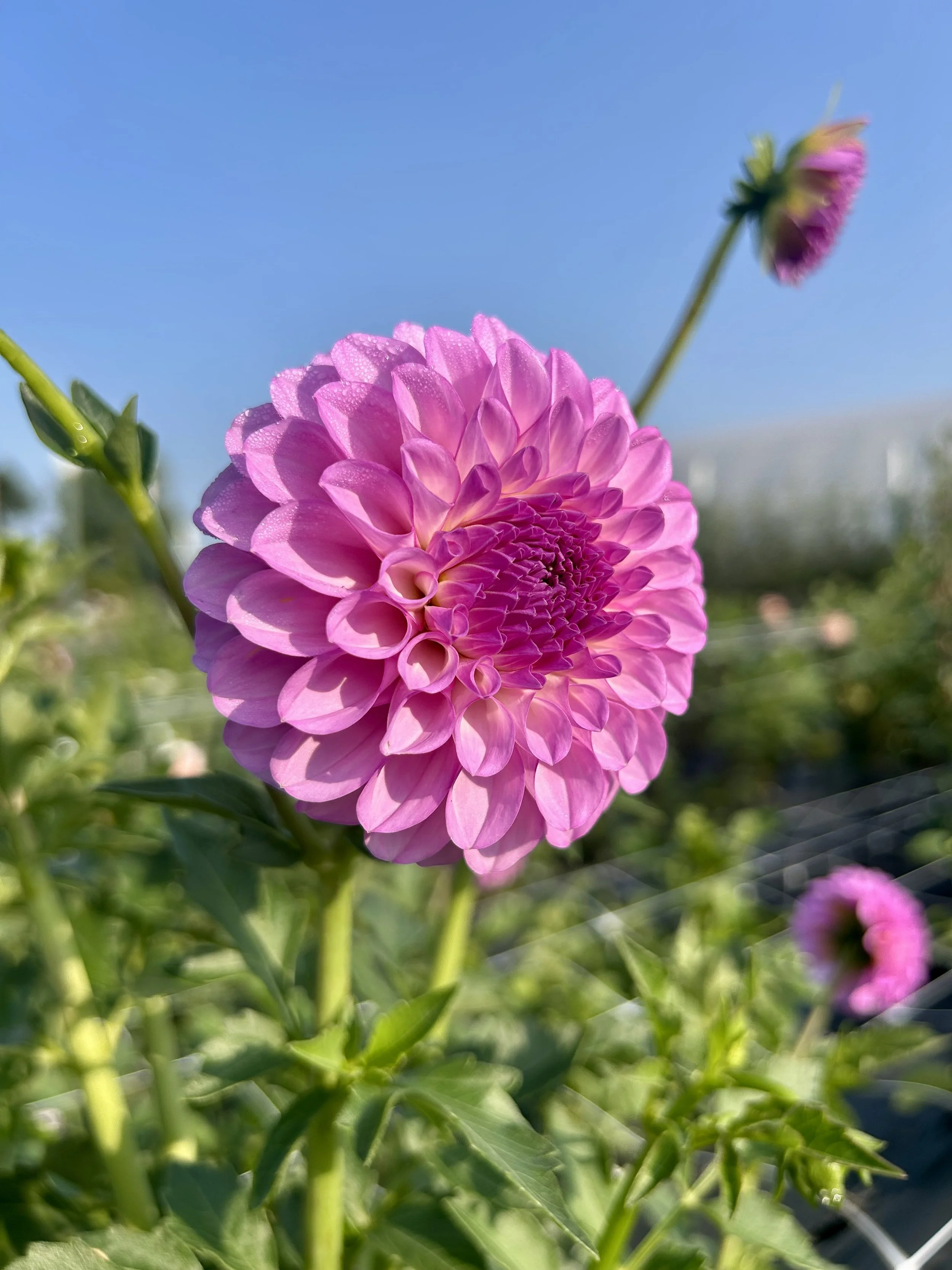 IMG_0281.jpeg