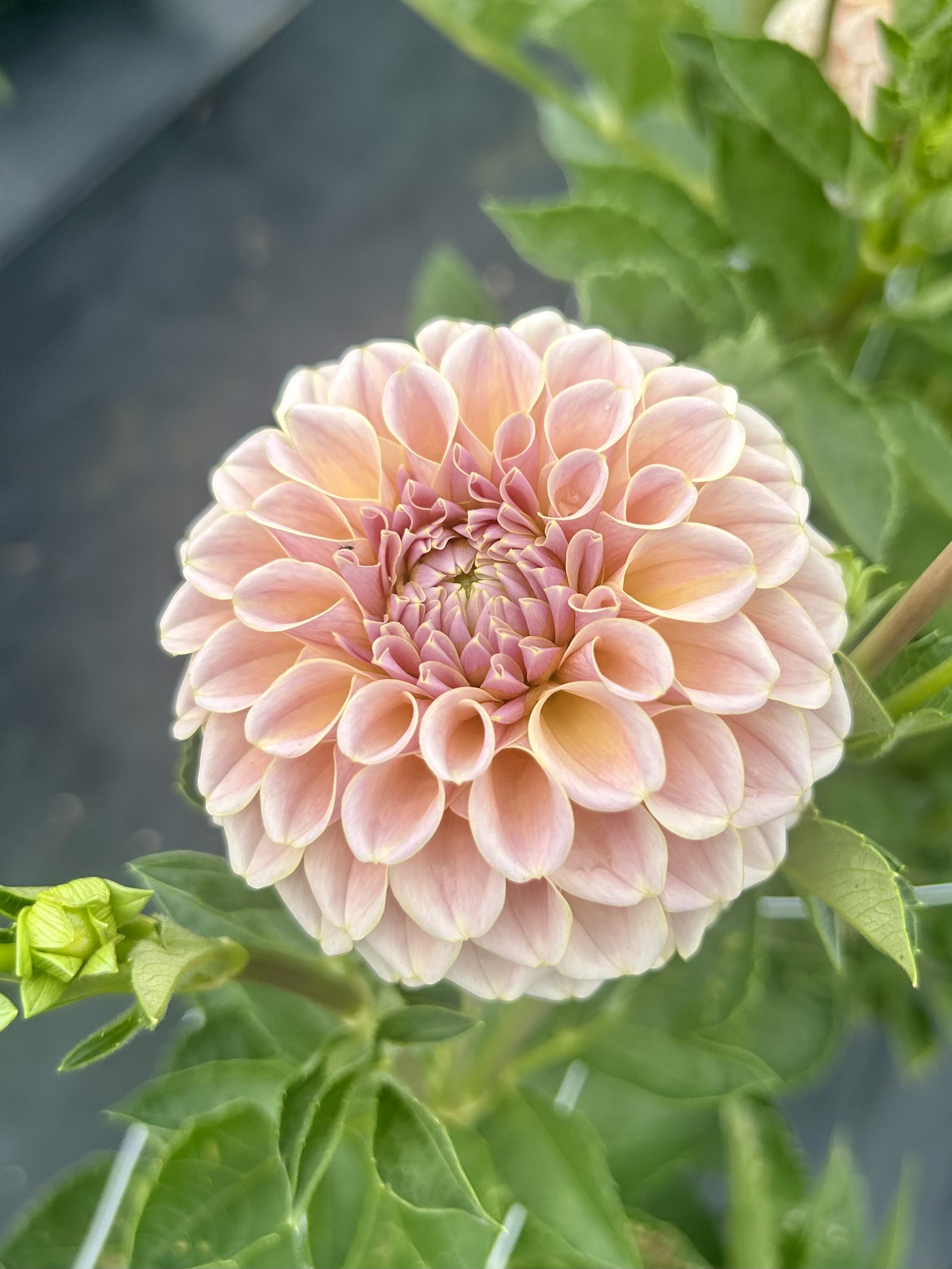 KA's® Cinder Rose