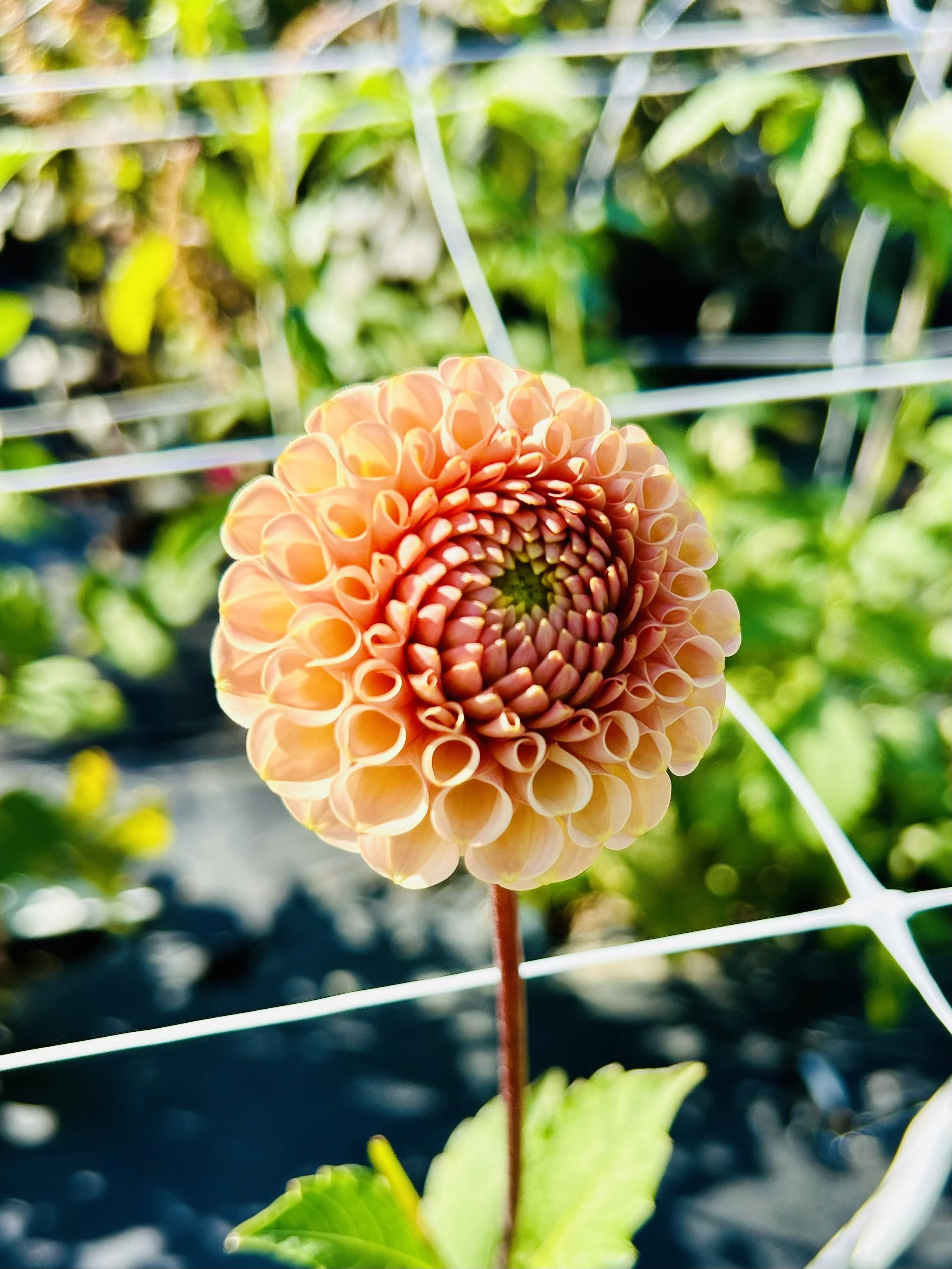 KA's® Honeycomb