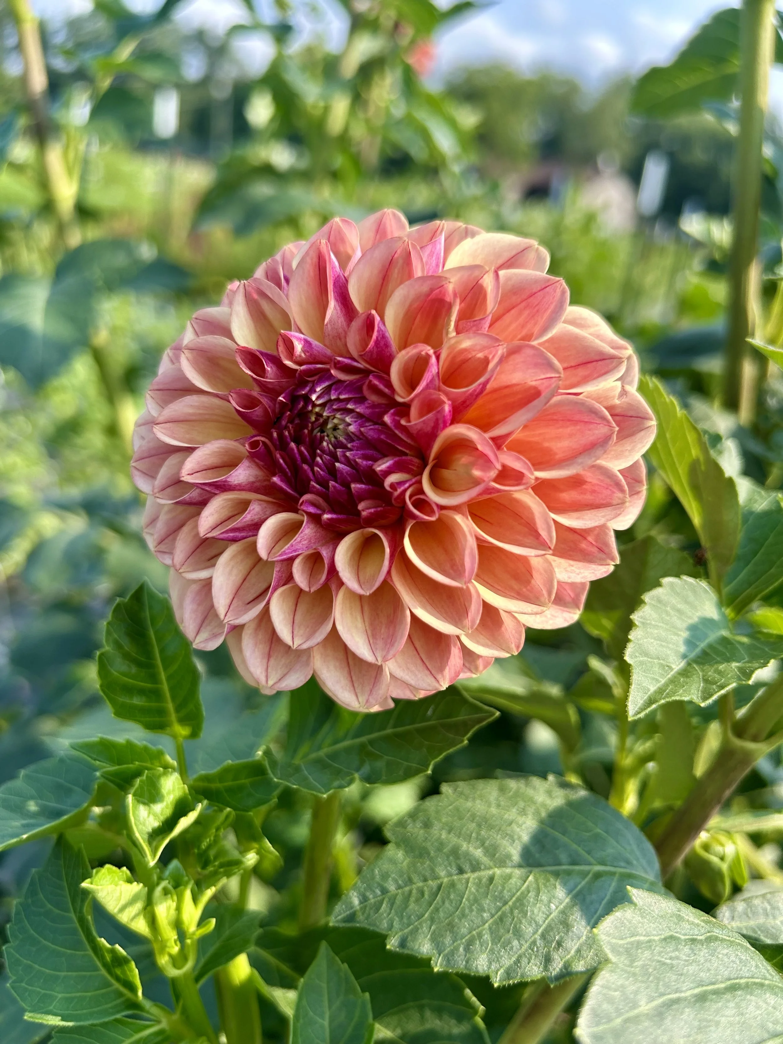 Carpe Dahlia Summer Blush