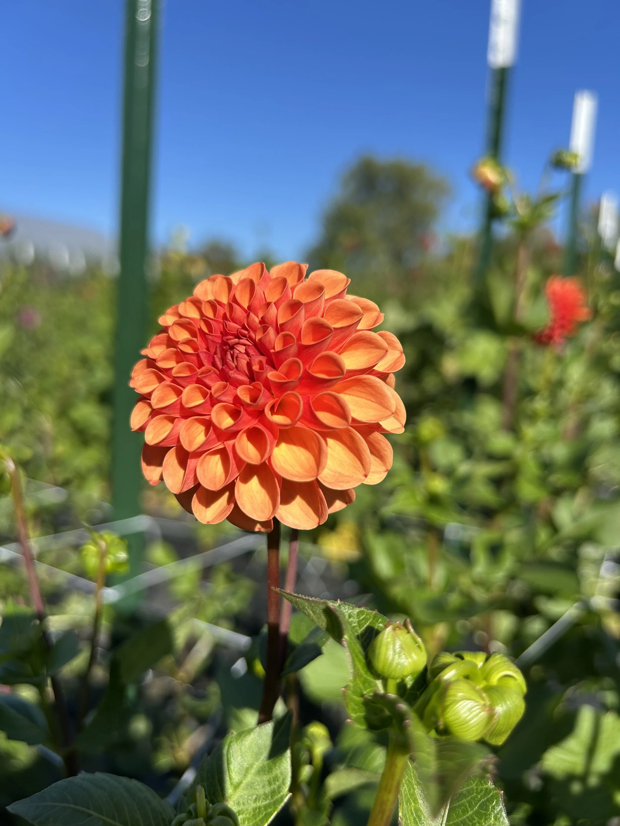 Valley Rust Bucket