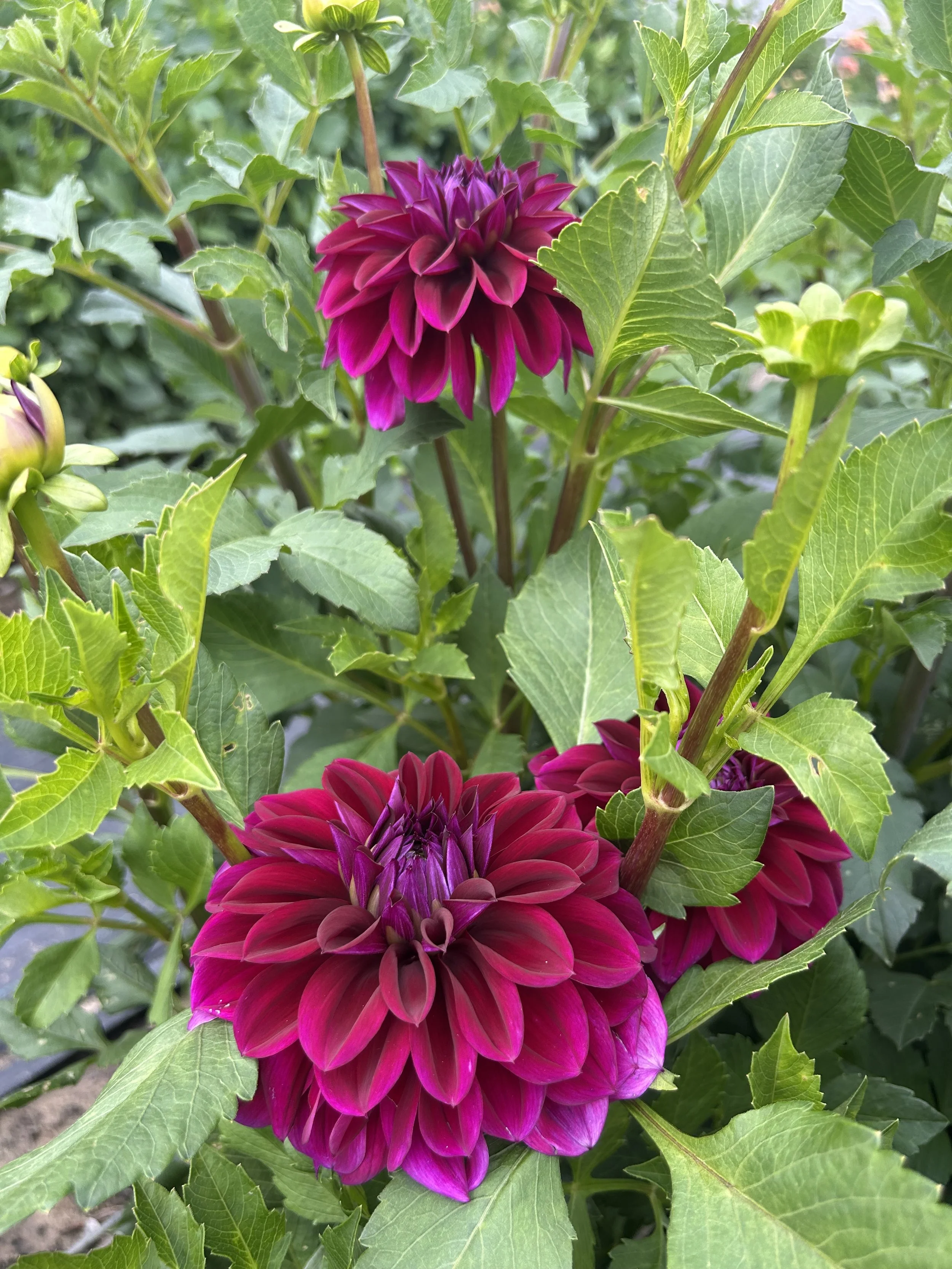 IMG_0332.jpeg