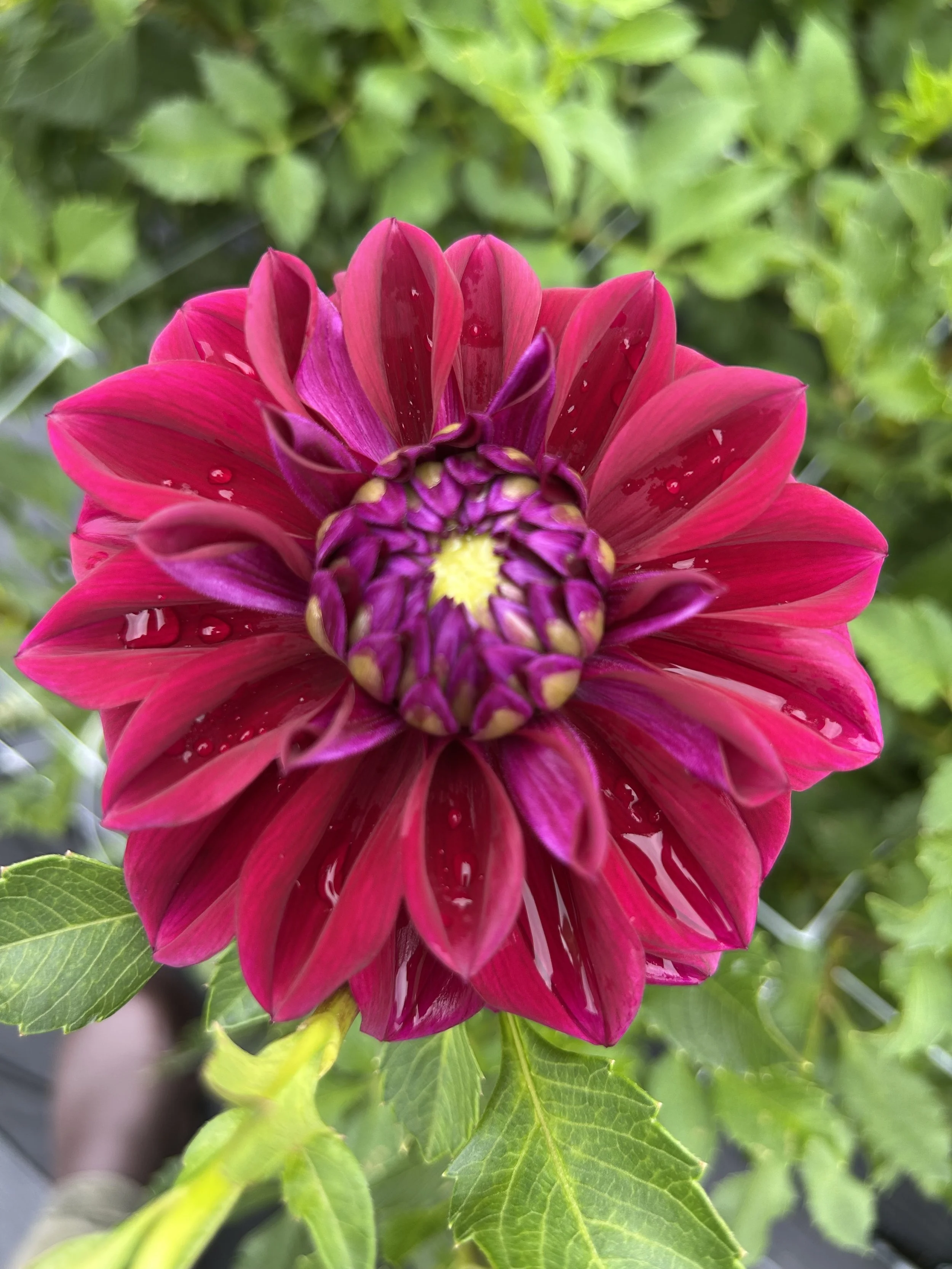 IMG_1071.jpeg