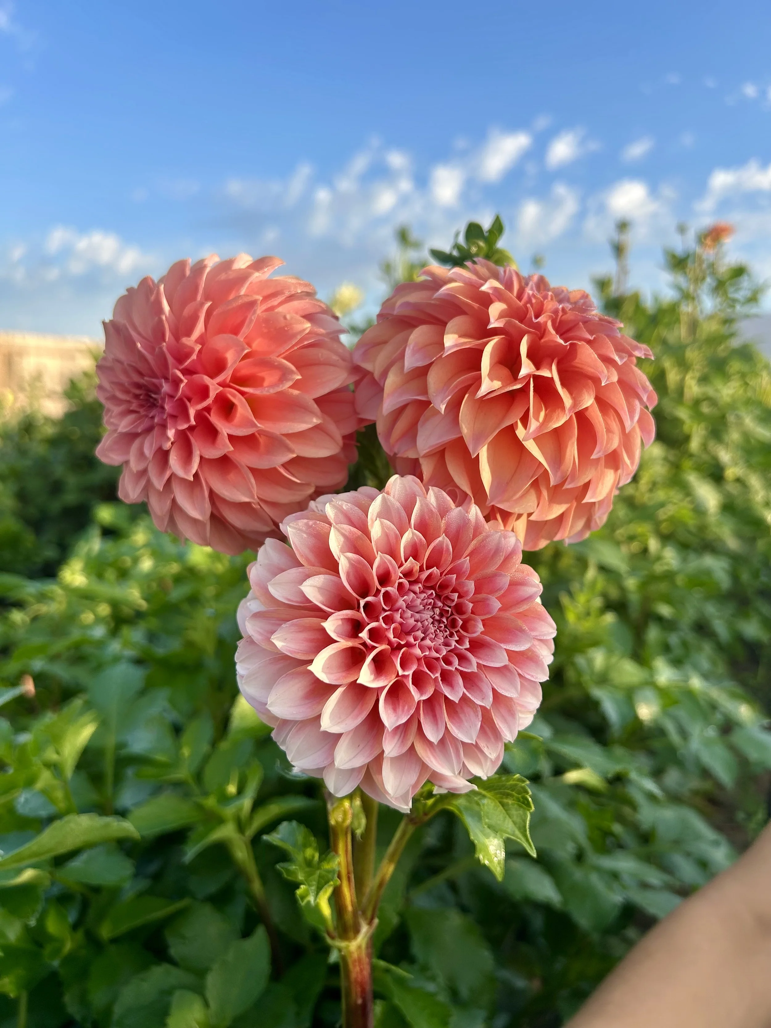 Peaches n Cream
