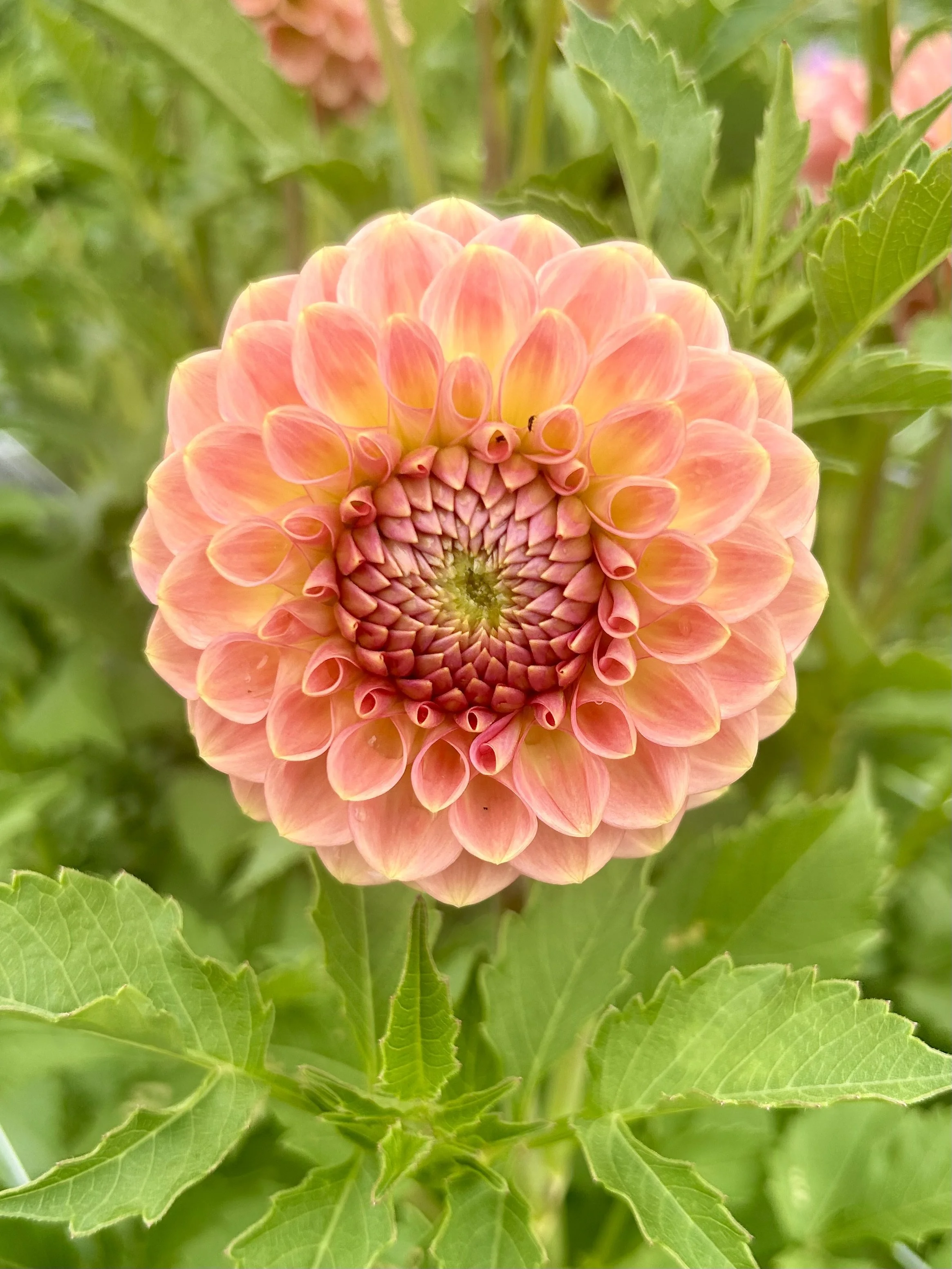 20th Ave Softer Peach