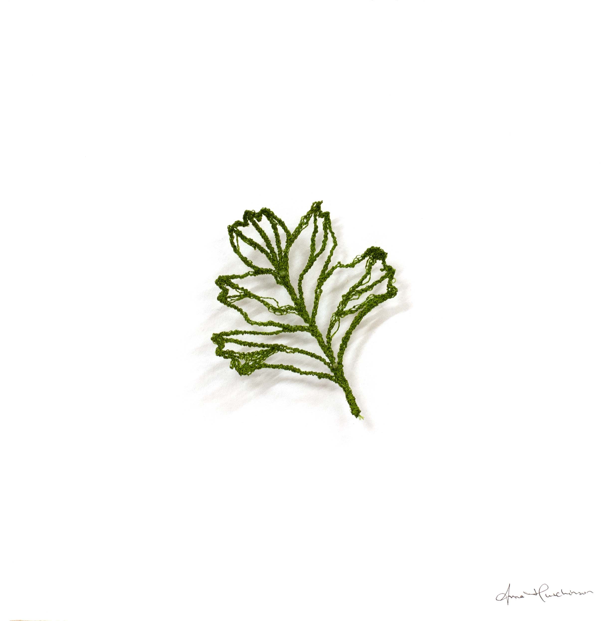 Hawthorn Skeleton I.jpg (Copy)