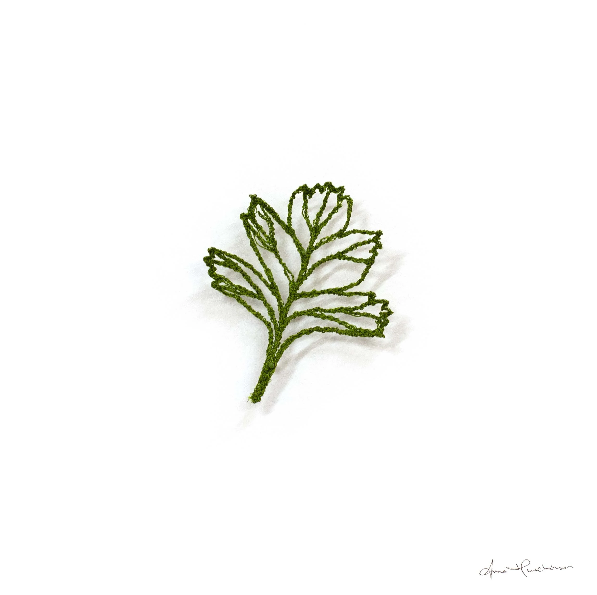 Hawthorn Skeleton II.jpg (Copy)