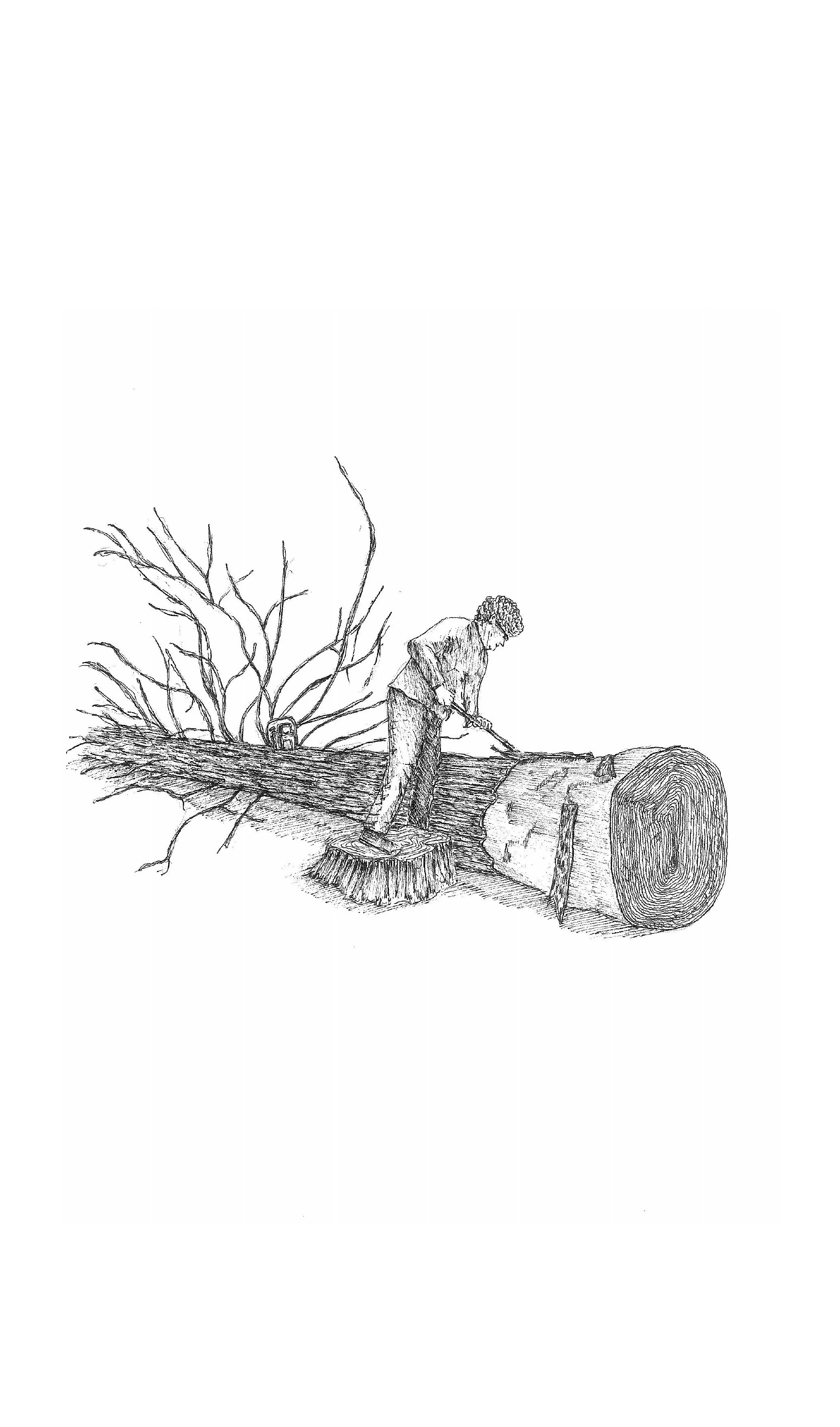 Timothé Girard  - Illustration - Bande dessinée Livradois Forez - Ecorchage d'une grume.jpg