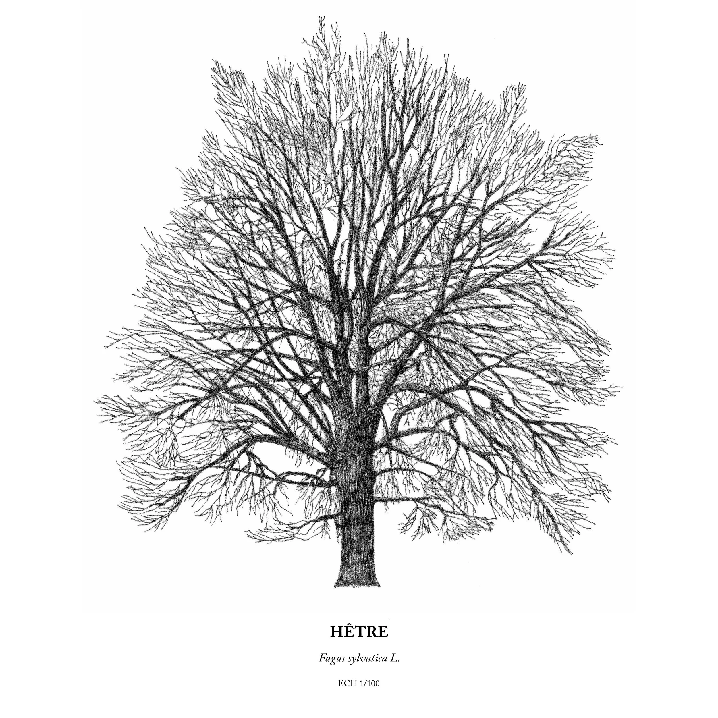 Timothé Girard  - Illustration - Livradois forez - Essence de Hêtre.jpg