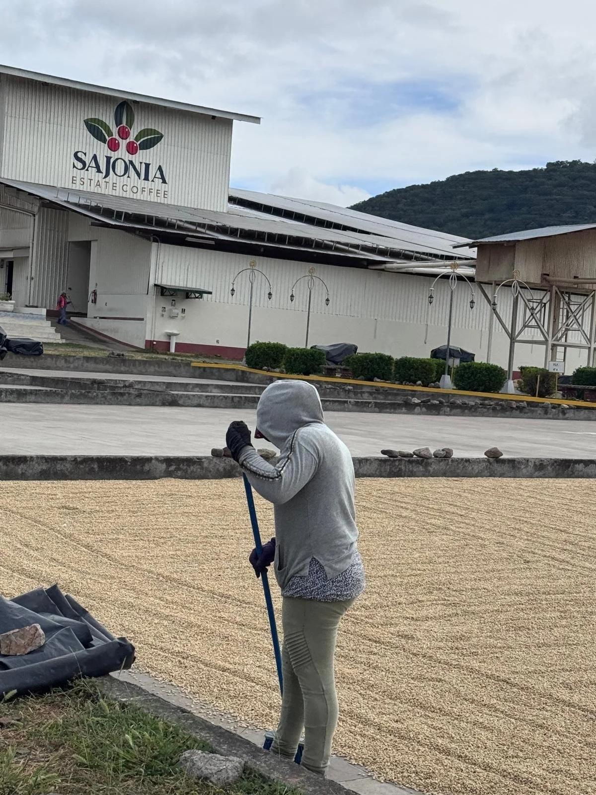Rick owner of @pharmacie_coffee_roasters is out in Nicaragua 🇳🇮 this week, visiting the producers of our current house espresso! ☕️

He&rsquo;s sent over some awesome shots of the Sajonia Estate. How fascinating to see where the bean we grind on th