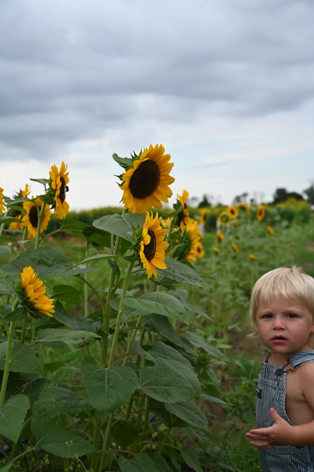 A young child standing in a sunflower field under a cloudy sky.