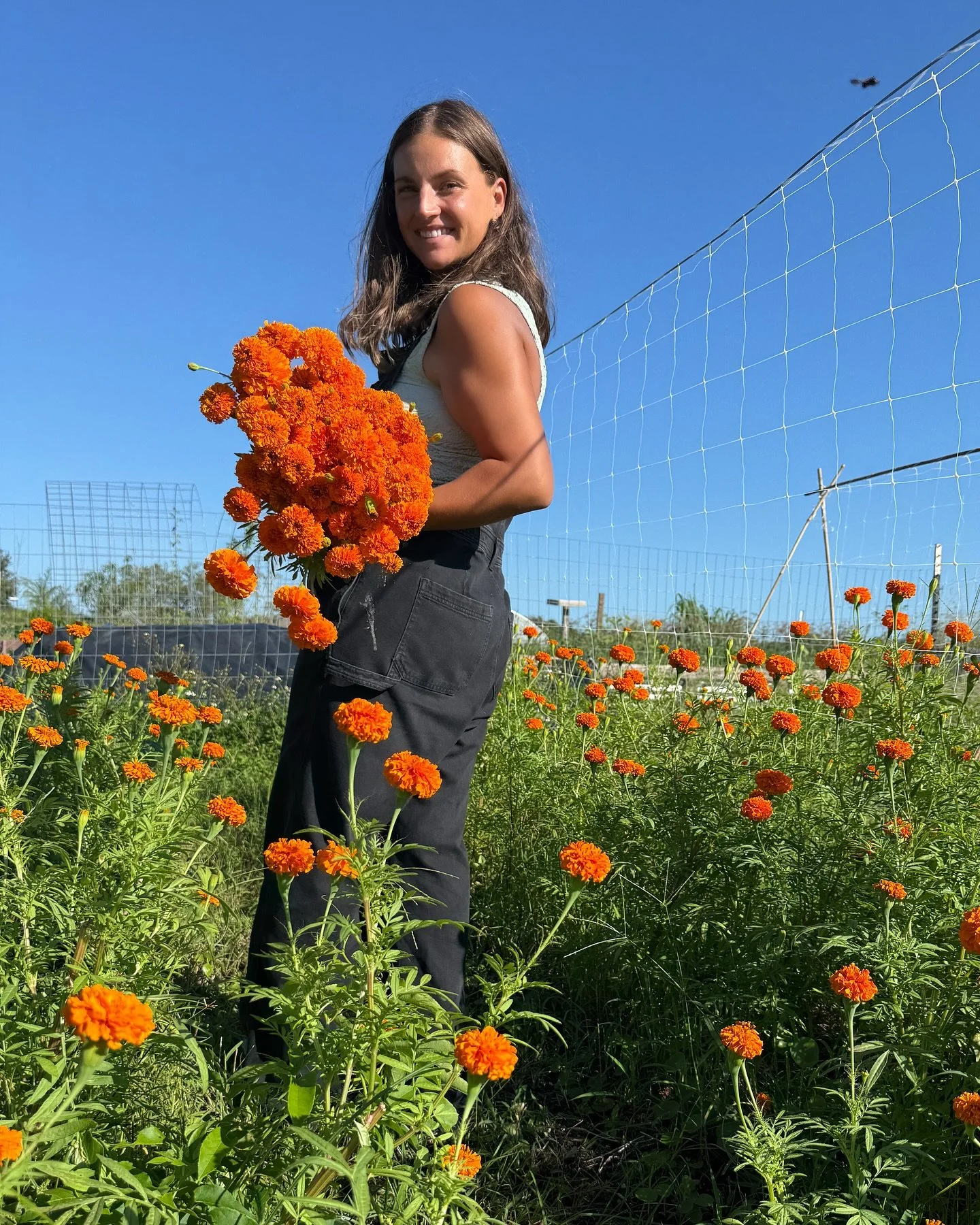 The marigolds are officially popping! Fun fact, these are one of the few varieties we cut in the afternoon, as opposed to the early morning or evening. We chop them at their peak carbohydrate storage levels so they last longer in your vase🍊
