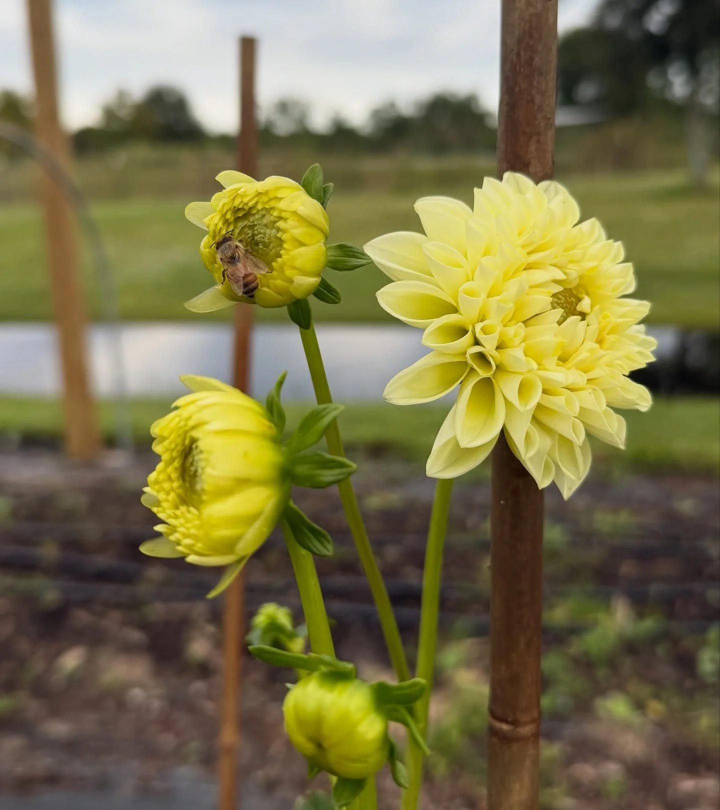 Cutie little bee waking up in the dahlias 🐝