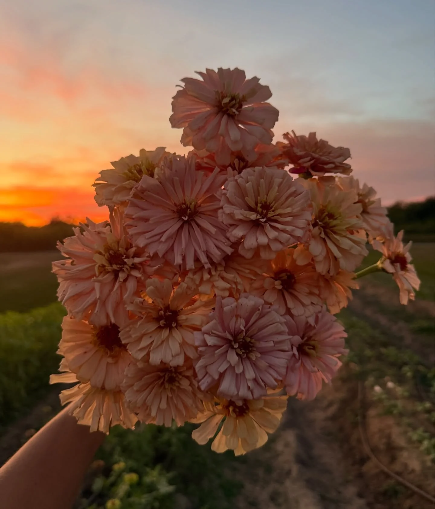 Blips from this morning ☀️ Ballerina zinnia, young anemones, tuberose, iris, Red Admiral butterfly, tomatoes, paper whites, moon bean tendrils, orchid, aurora zinnias