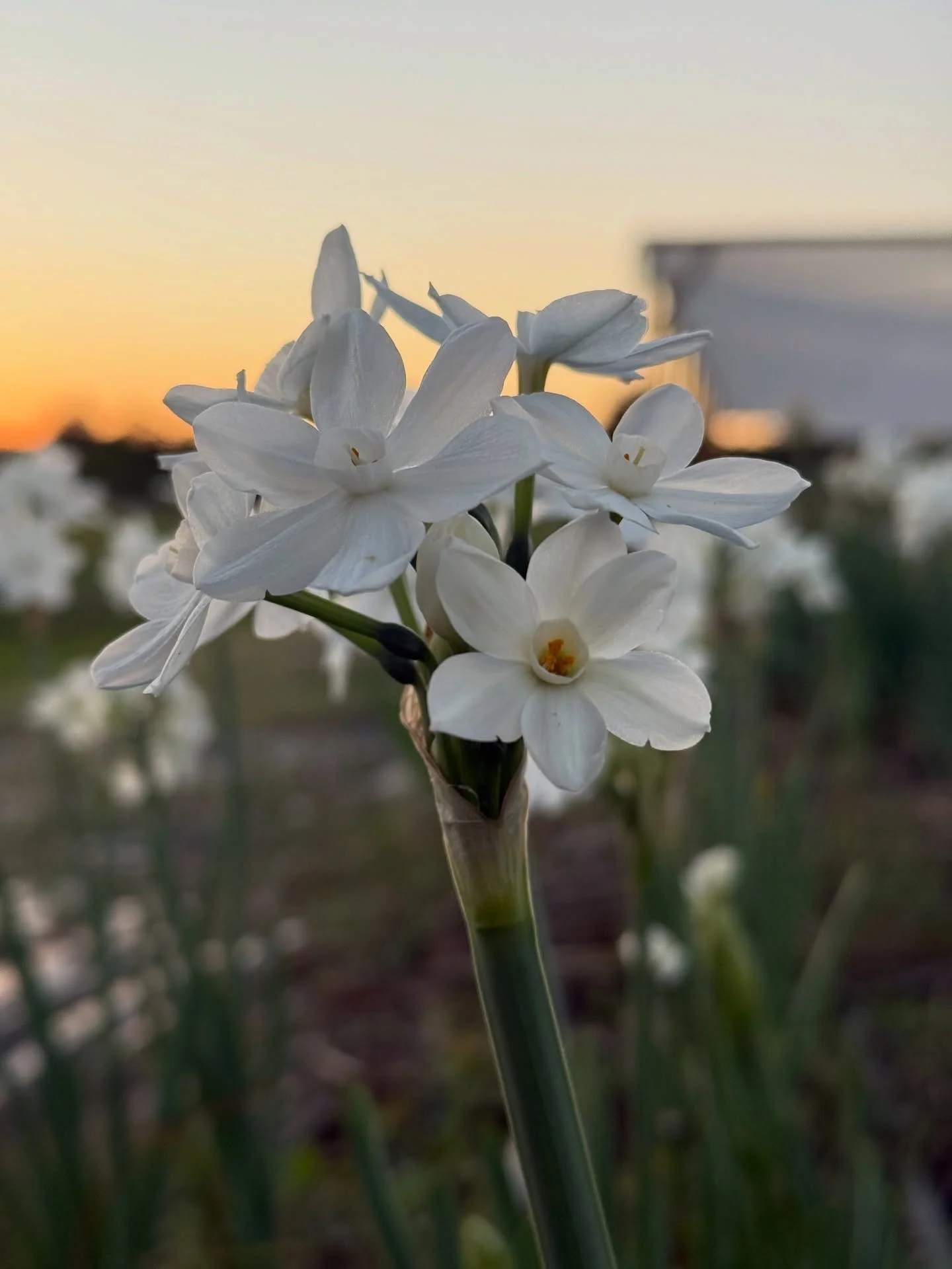 Paperwhites, a close cousin of the daffodil, are a winter-blooming bulb we grow each year to flower at Christmas. Their simple white blooms are intensely fragrant, filling a space almost instantly!